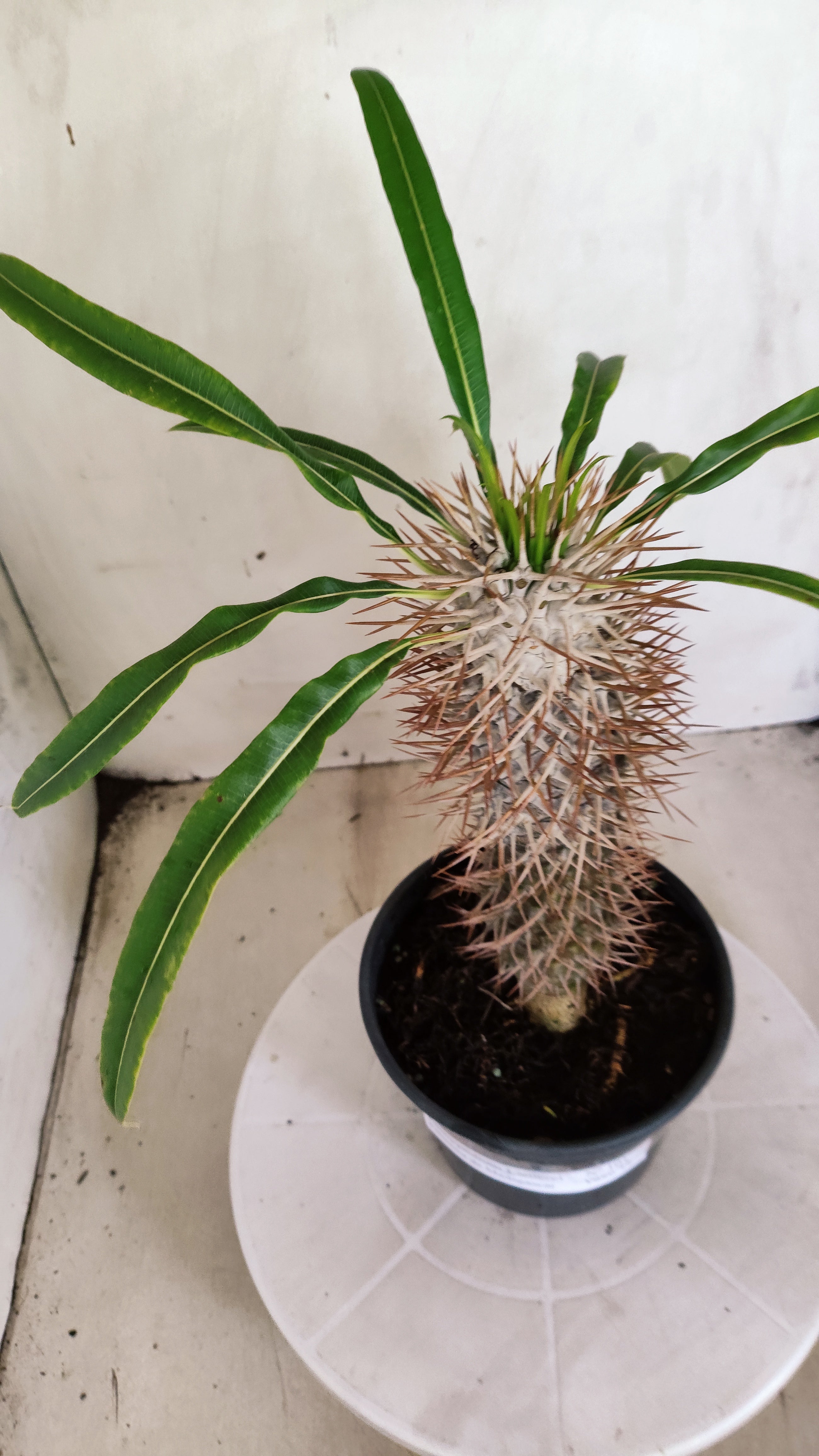 Pachypodium Lamerei "Palmeira de Madagascar" - Nº 101 - vaso 15
