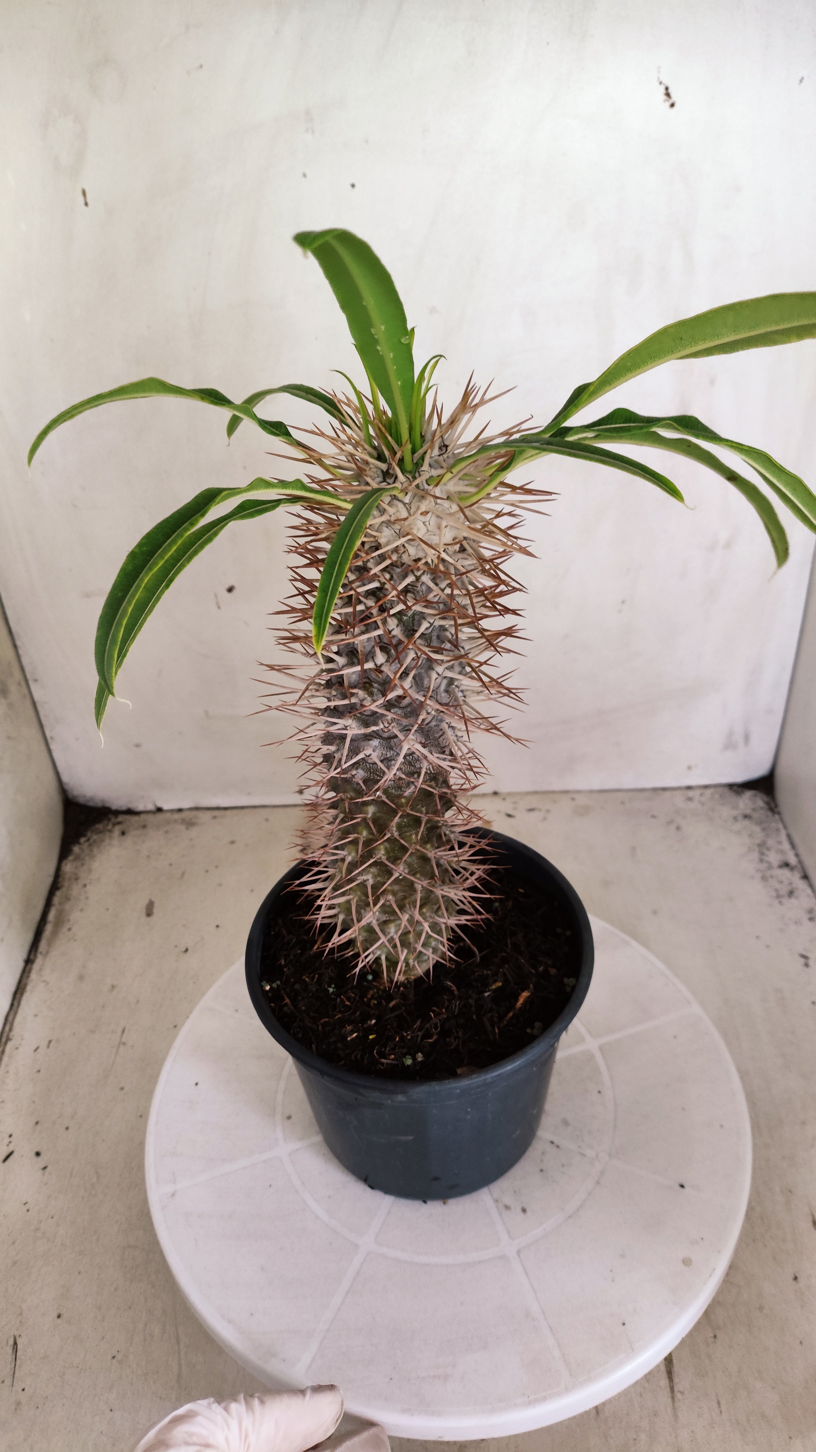 Pachypodium Lamerei "Palmeira de Madagascar" - Nº 101 - vaso 15