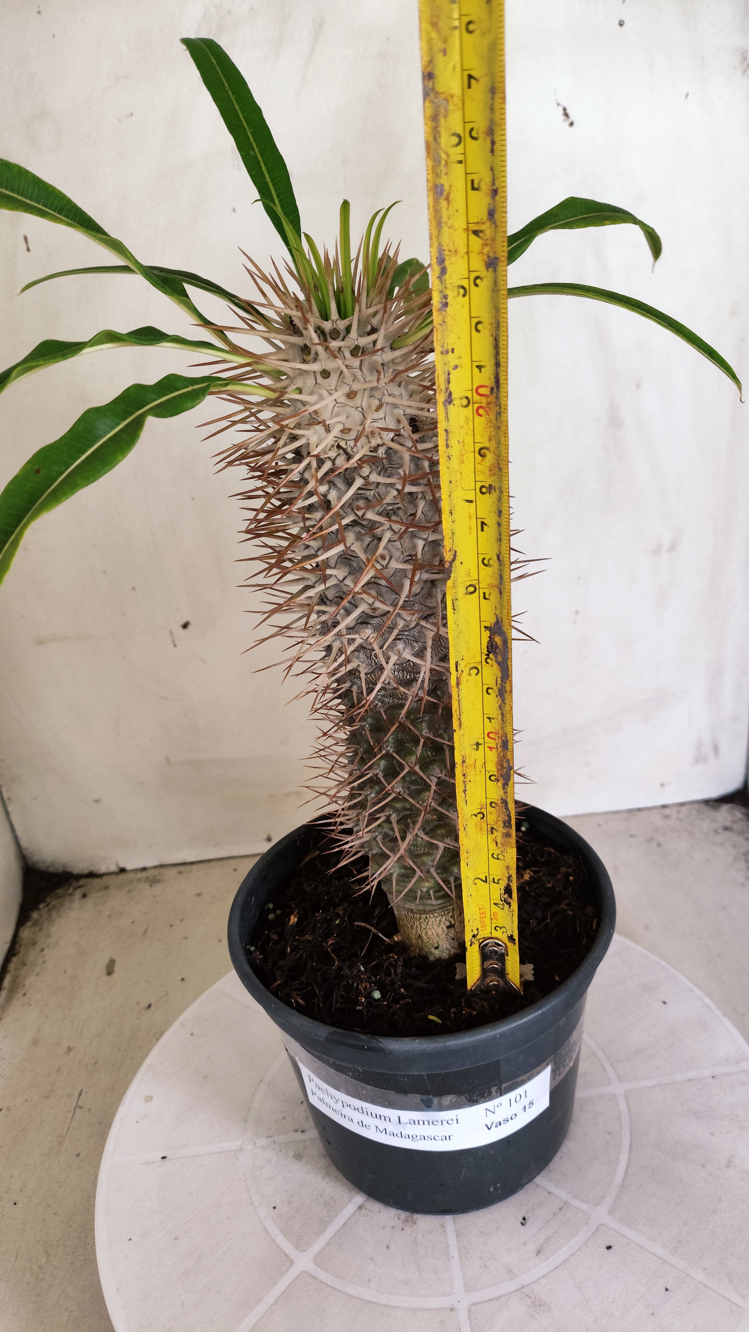Pachypodium Lamerei "Palmeira de Madagascar" - Nº 101 - vaso 15