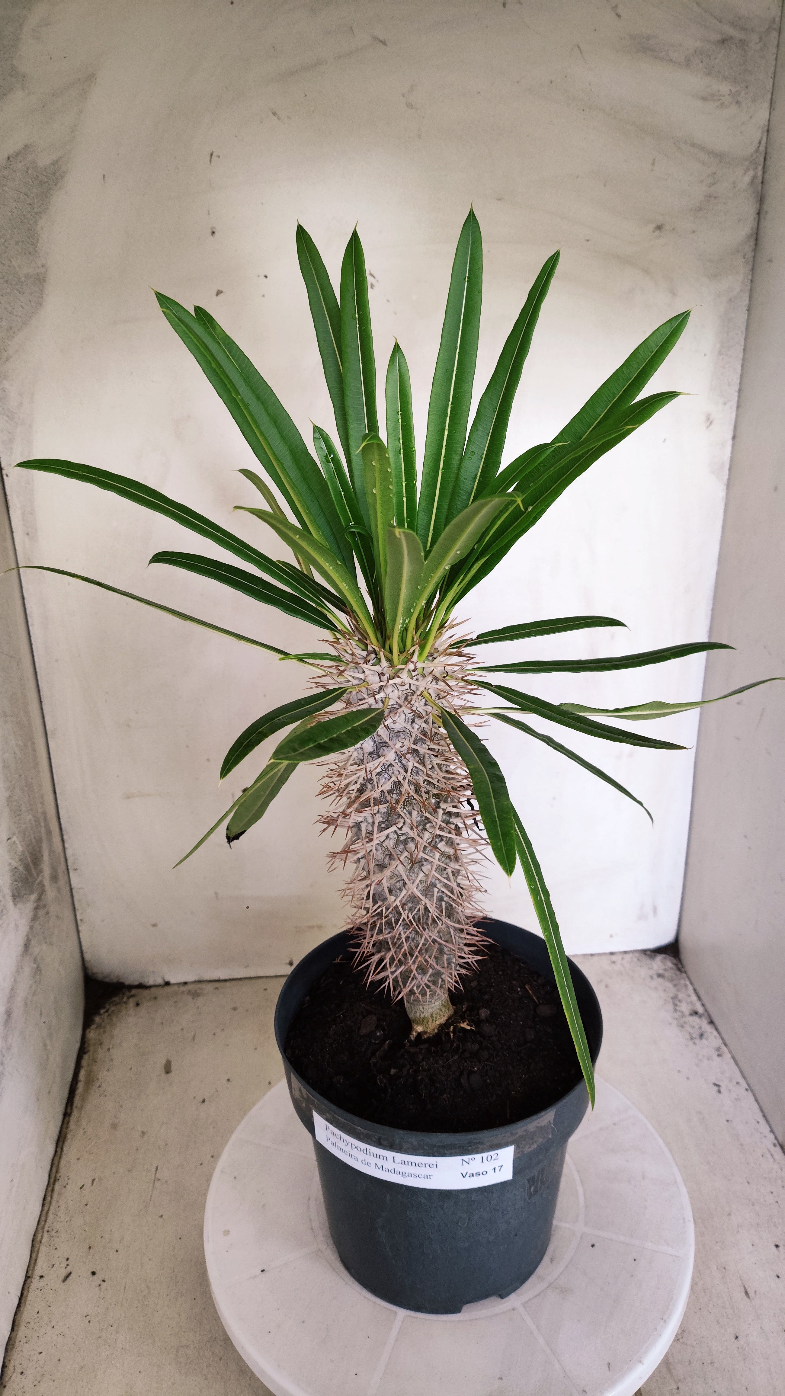 Pachypodium Lamerei "Palmeira de Madagascar" - Nº 102 - vaso 17 (Cópia)