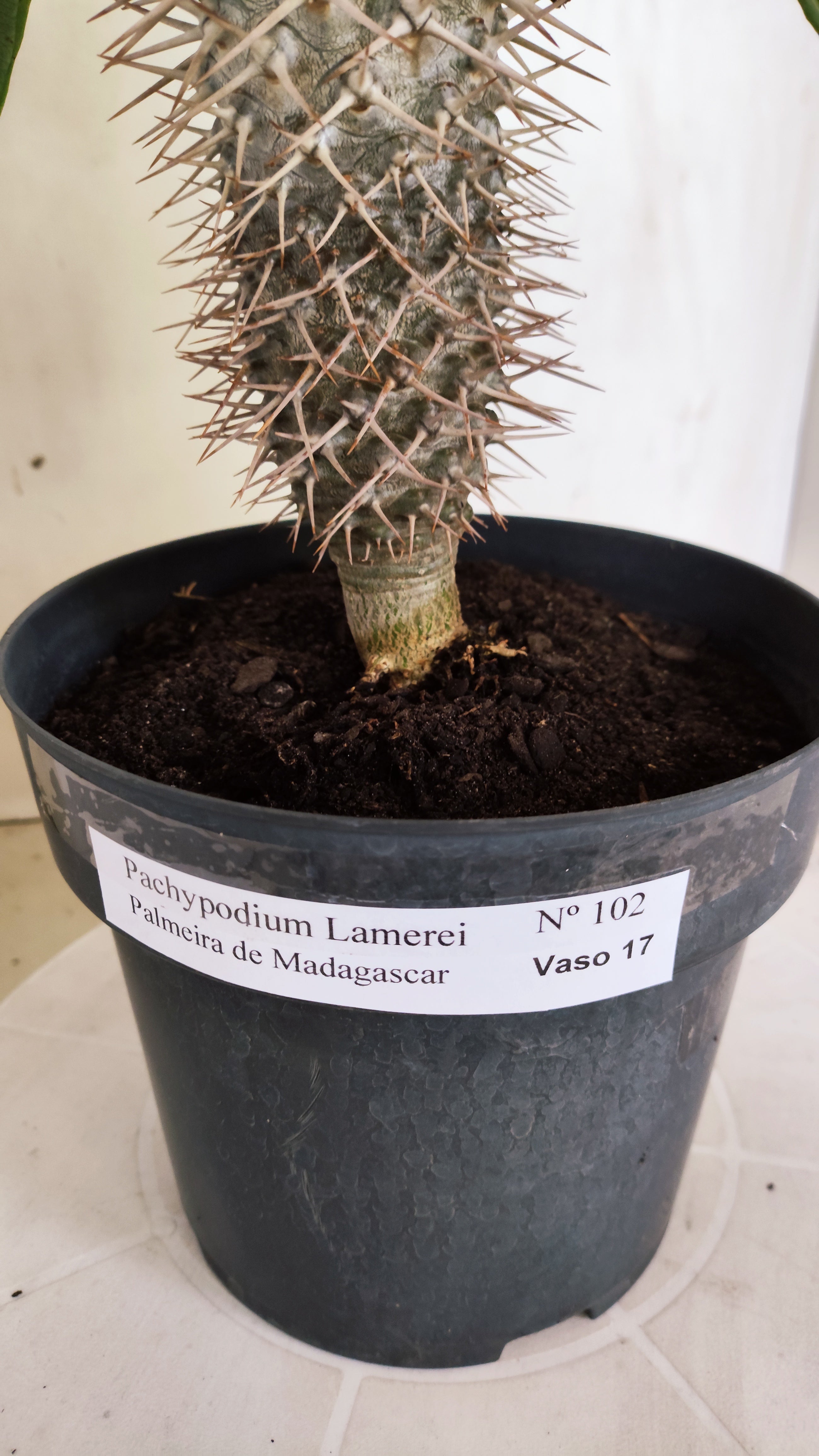 Pachypodium Lamerei "Palmeira de Madagascar" - Nº 102 - vaso 17 (Cópia)