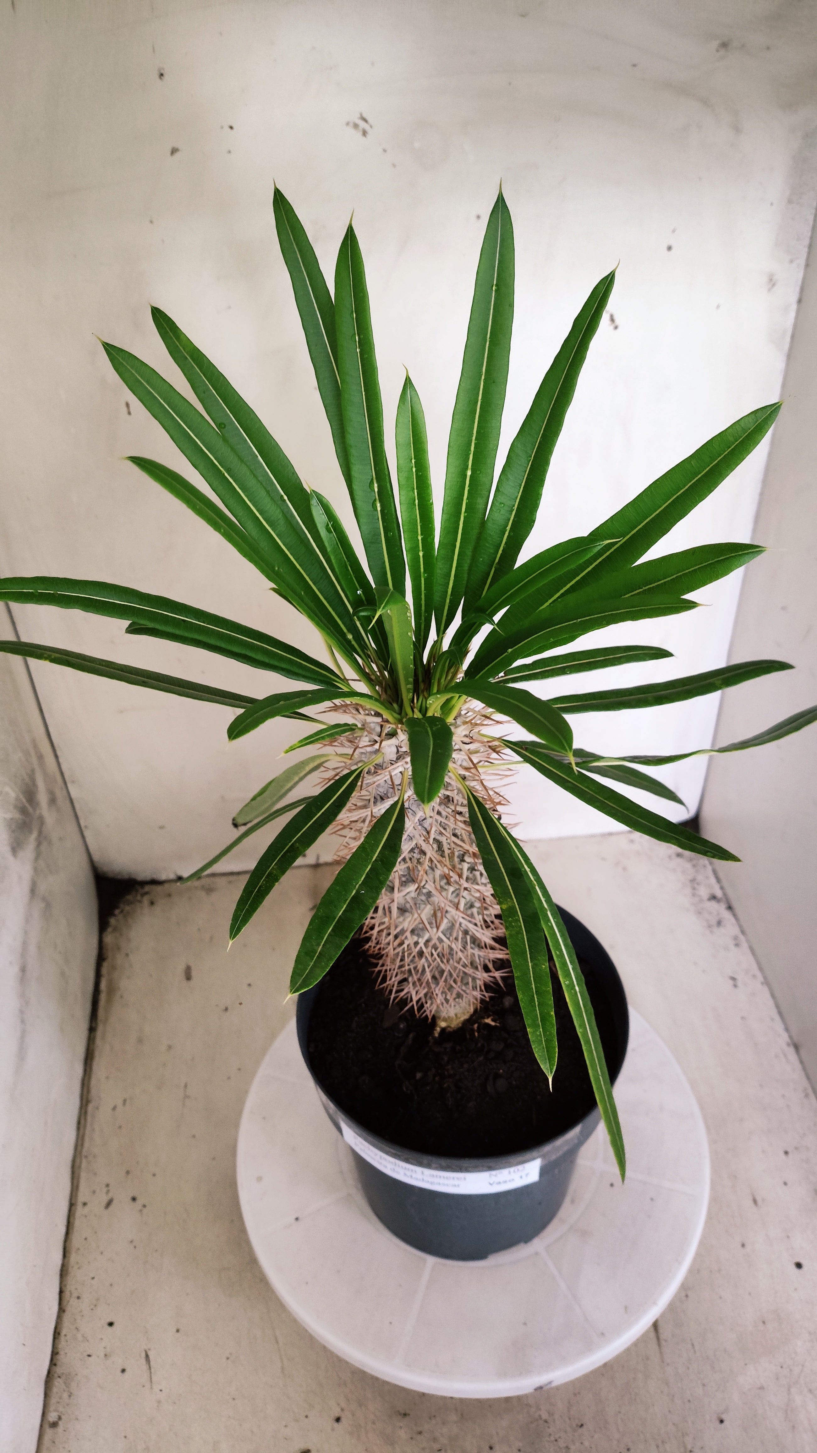 Pachypodium Lamerei "Palmeira de Madagascar" - Nº 102 - vaso 17 (Cópia)