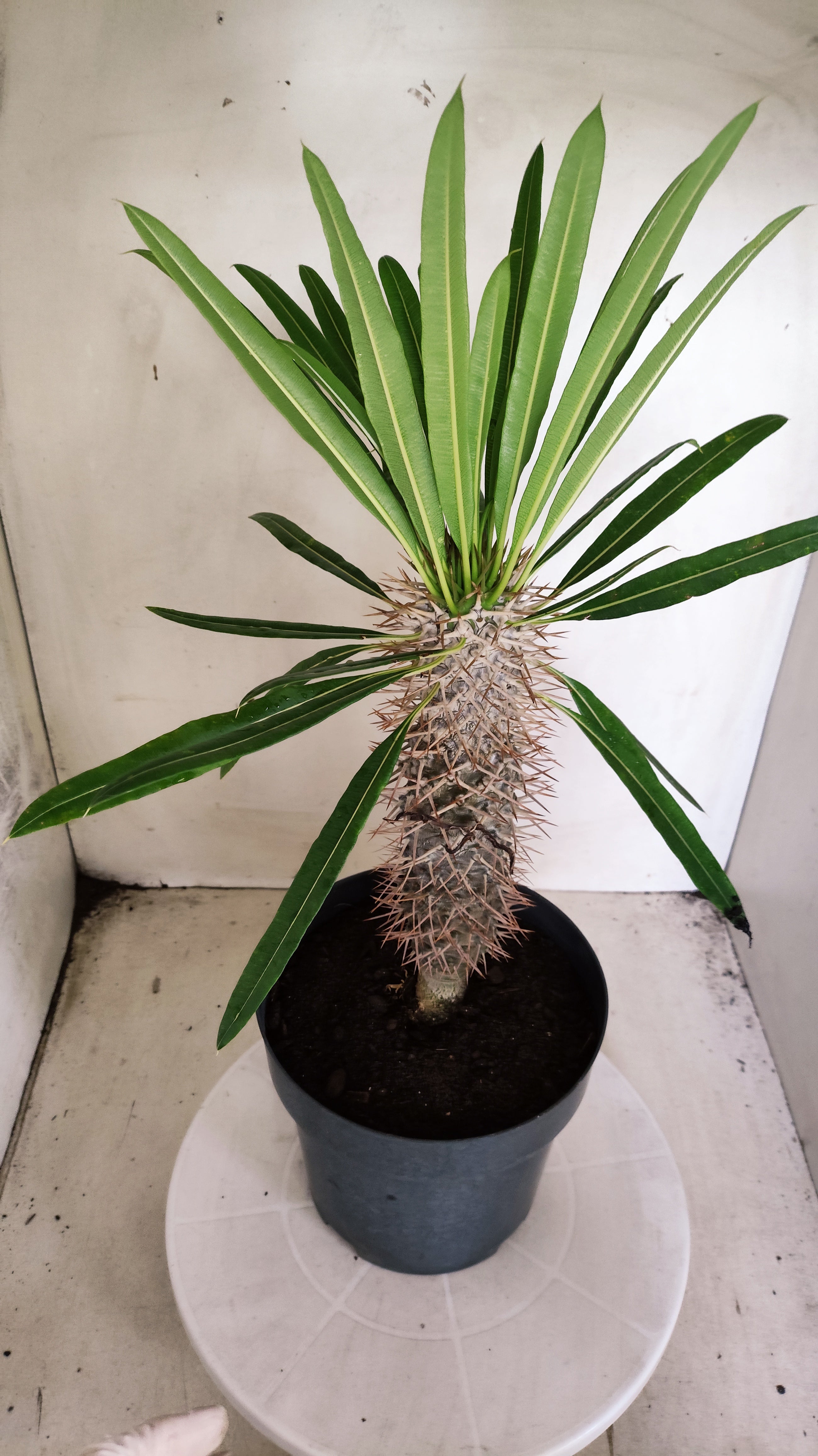 Pachypodium Lamerei "Palmeira de Madagascar" - Nº 102 - vaso 17 (Cópia)