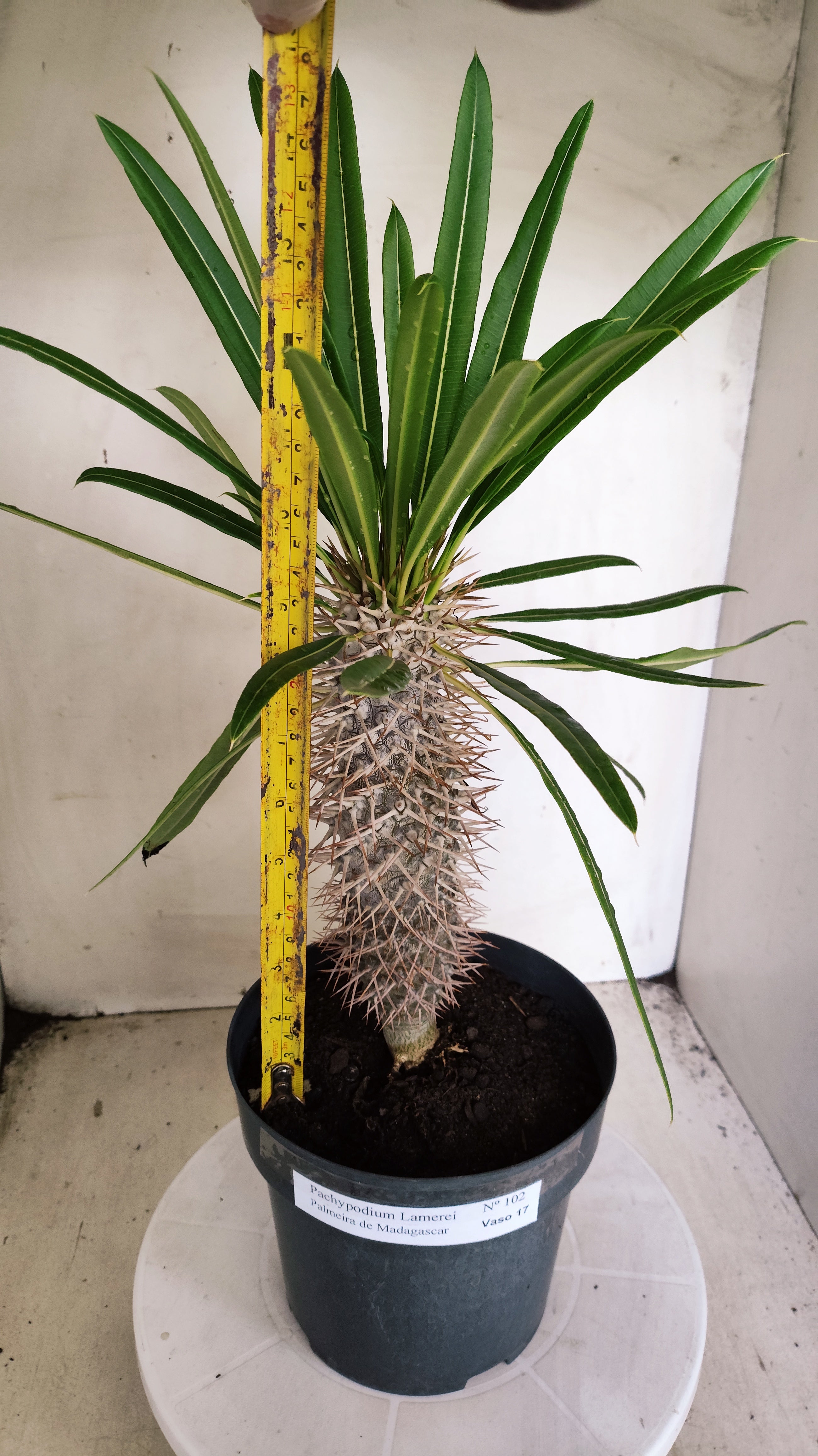 Pachypodium Lamerei "Palmeira de Madagascar" - Nº 102 - vaso 17 (Cópia)