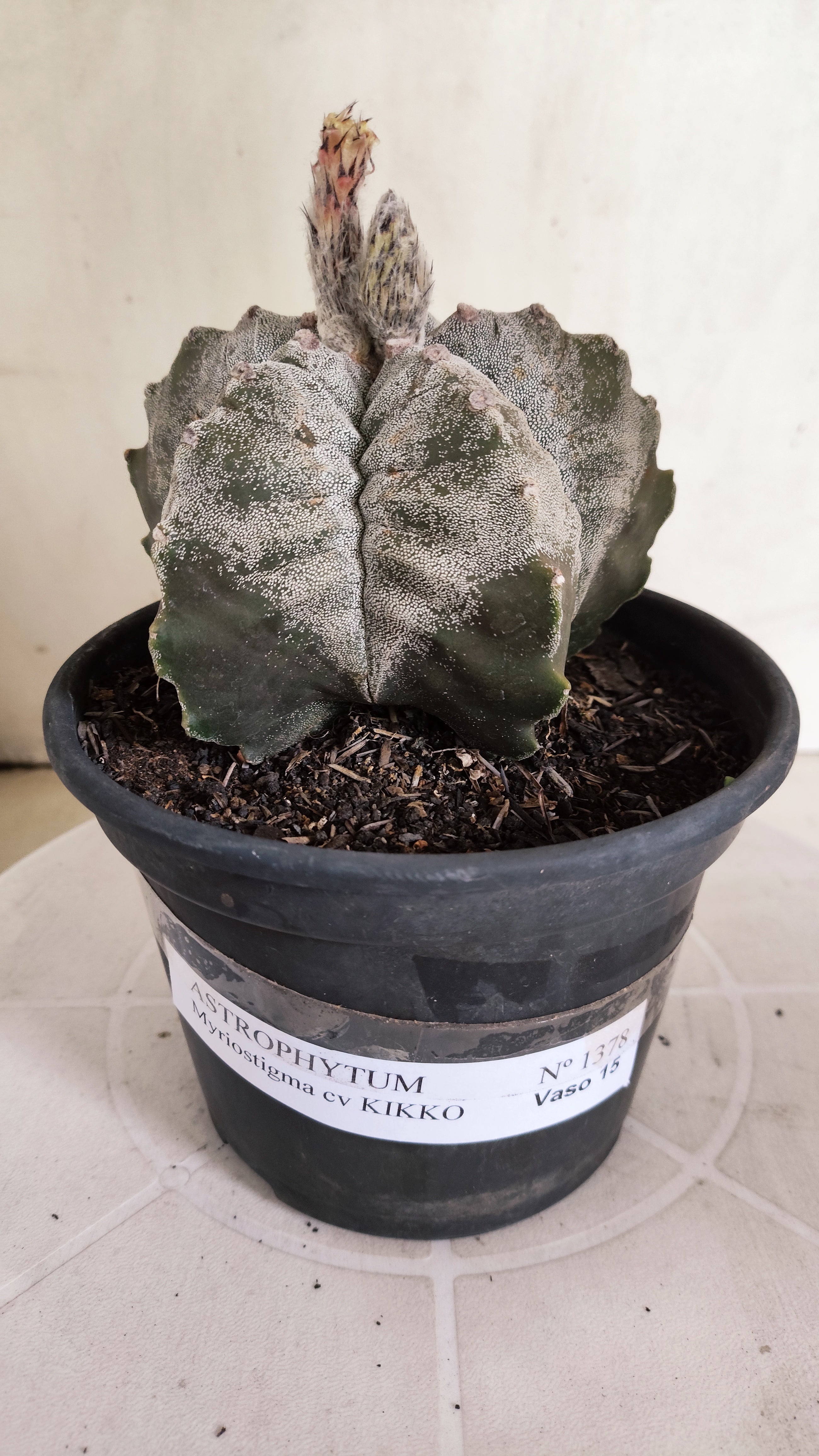 ASTROPHYTUM MYRIOSTIGMA cv KIKKO  Nº 1378 – vaso 15