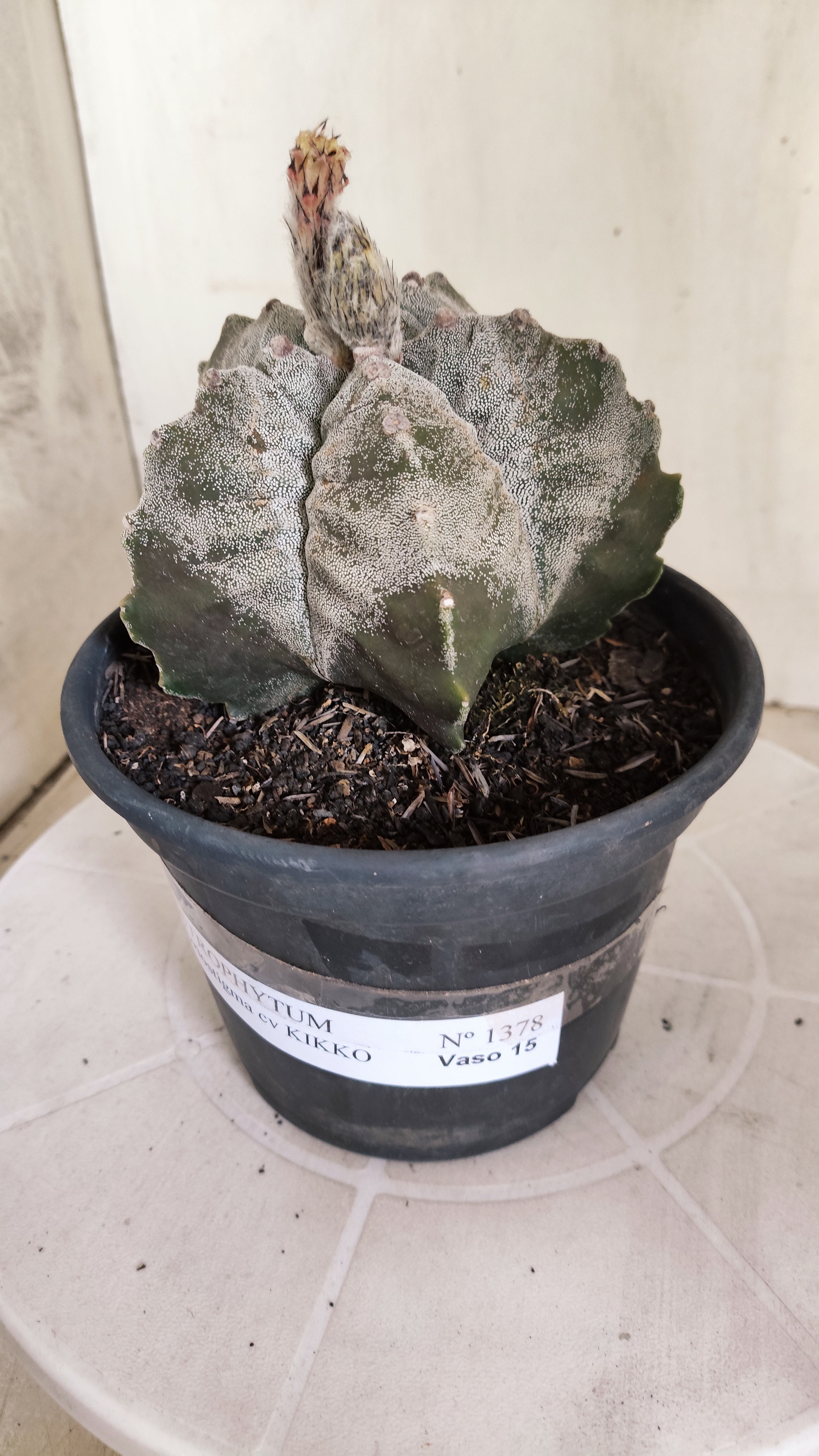 ASTROPHYTUM MYRIOSTIGMA cv KIKKO  Nº 1378 – vaso 15