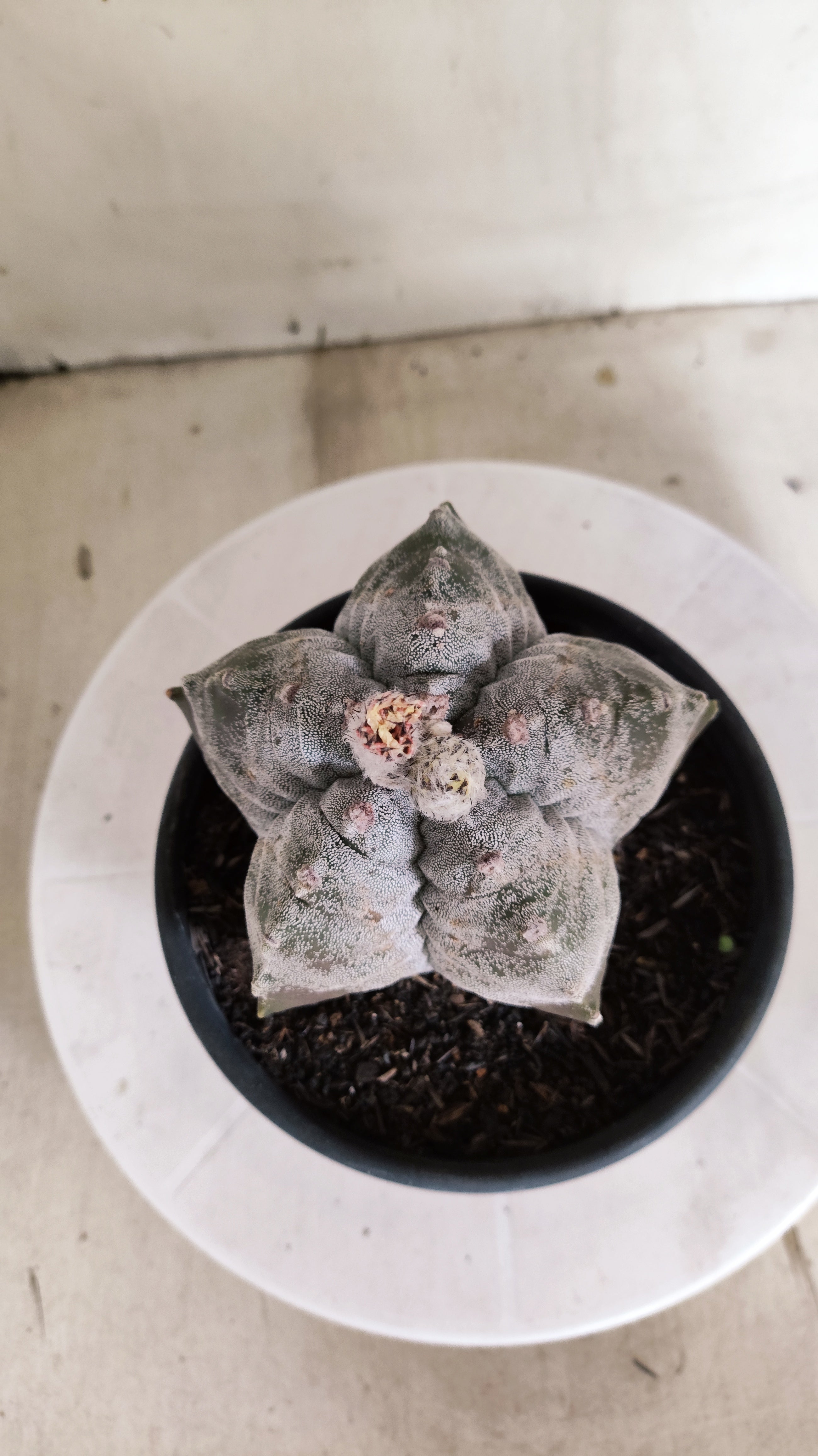 ASTROPHYTUM MYRIOSTIGMA cv KIKKO  Nº 1378 – vaso 15