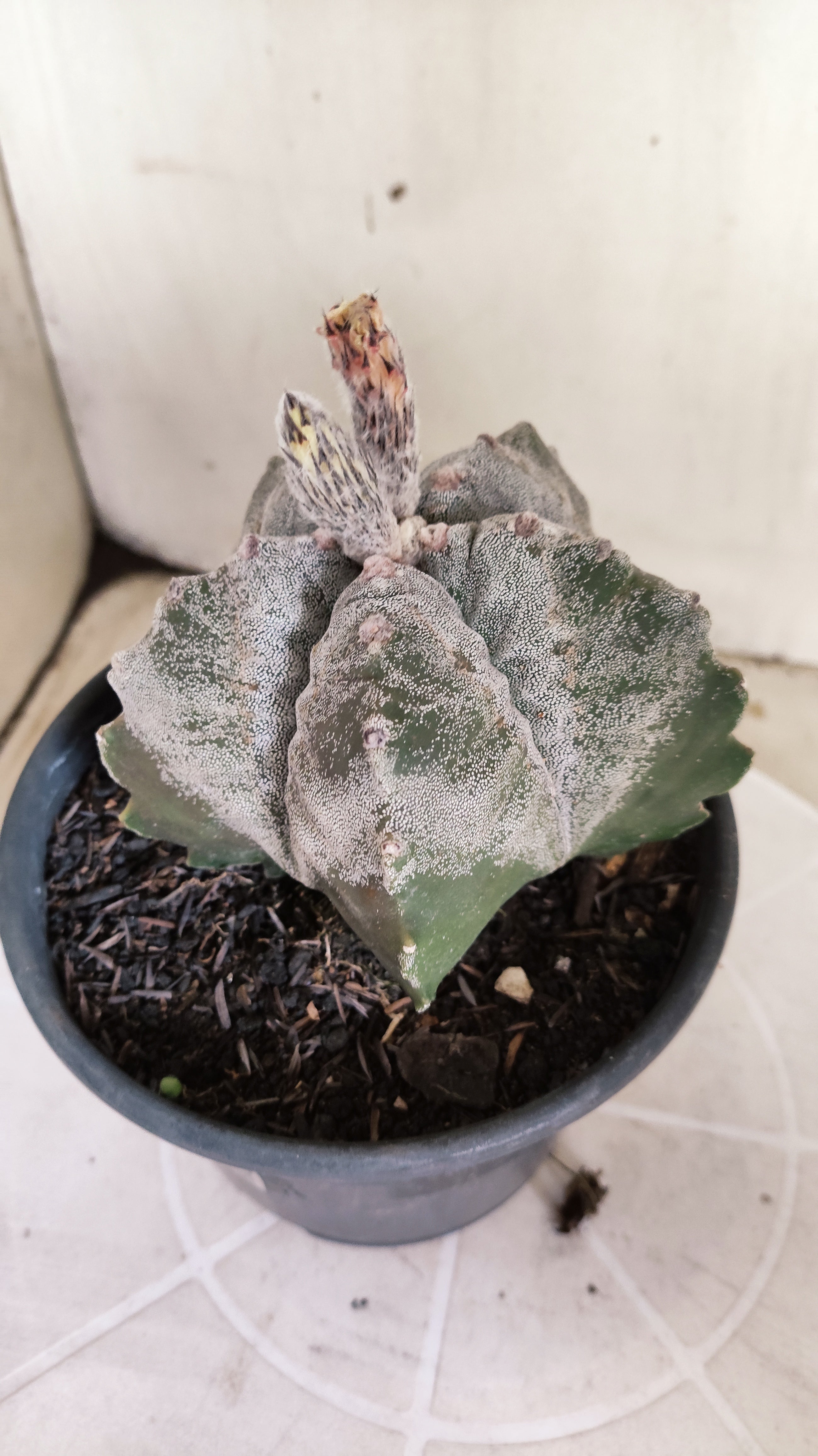 ASTROPHYTUM MYRIOSTIGMA cv KIKKO  Nº 1378 – vaso 15