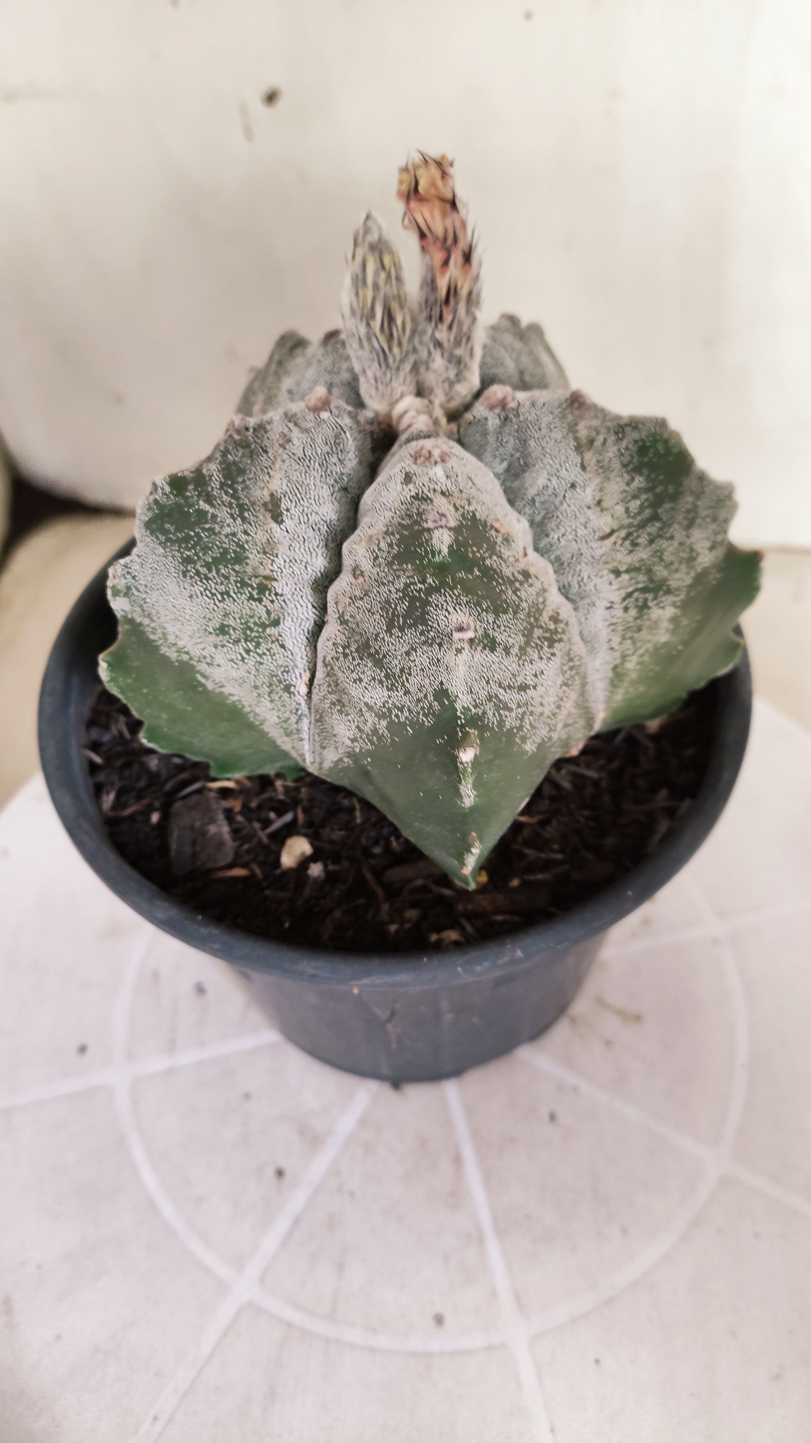 ASTROPHYTUM MYRIOSTIGMA cv KIKKO  Nº 1378 – vaso 15