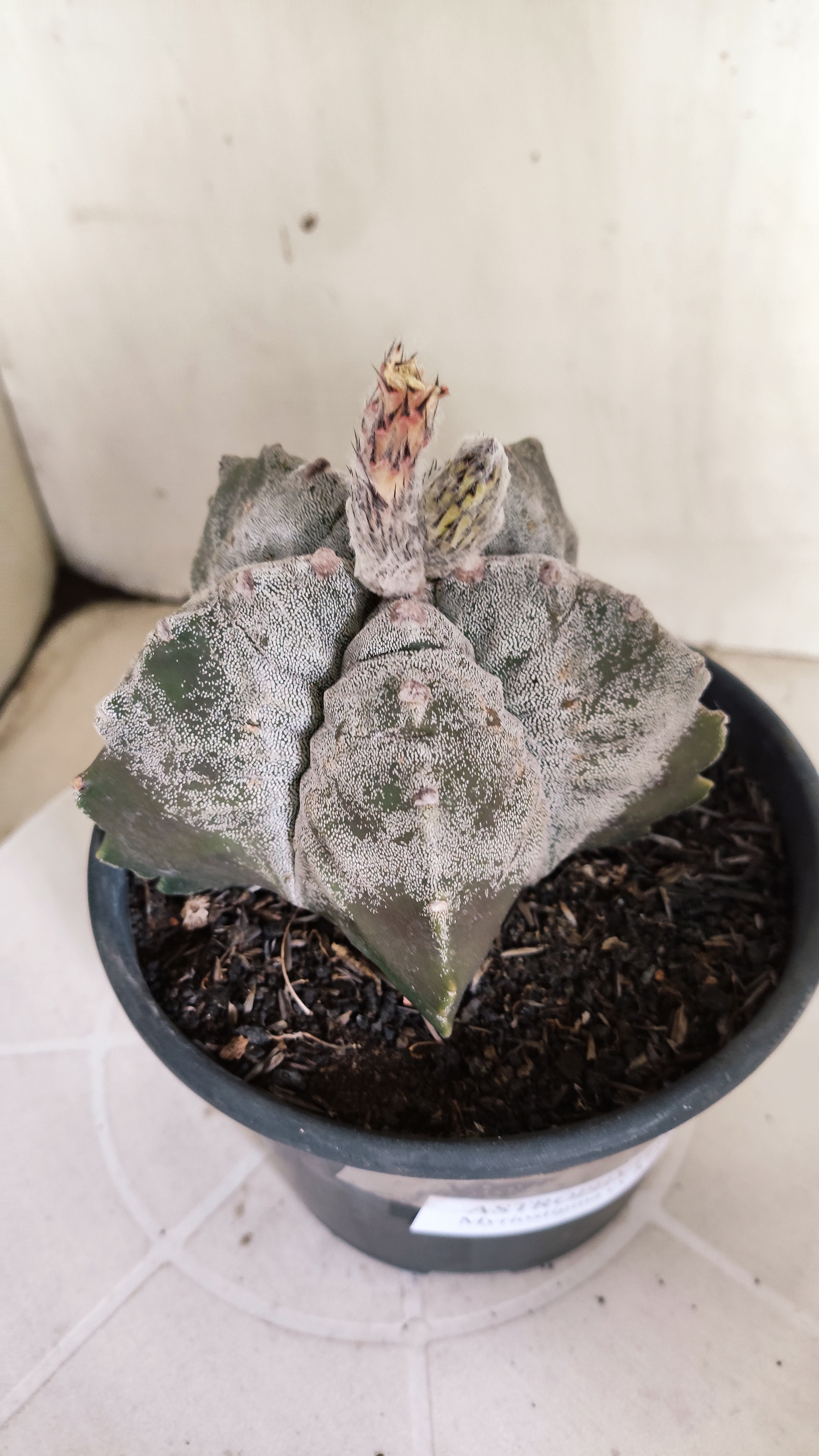ASTROPHYTUM MYRIOSTIGMA cv KIKKO  Nº 1378 – vaso 15