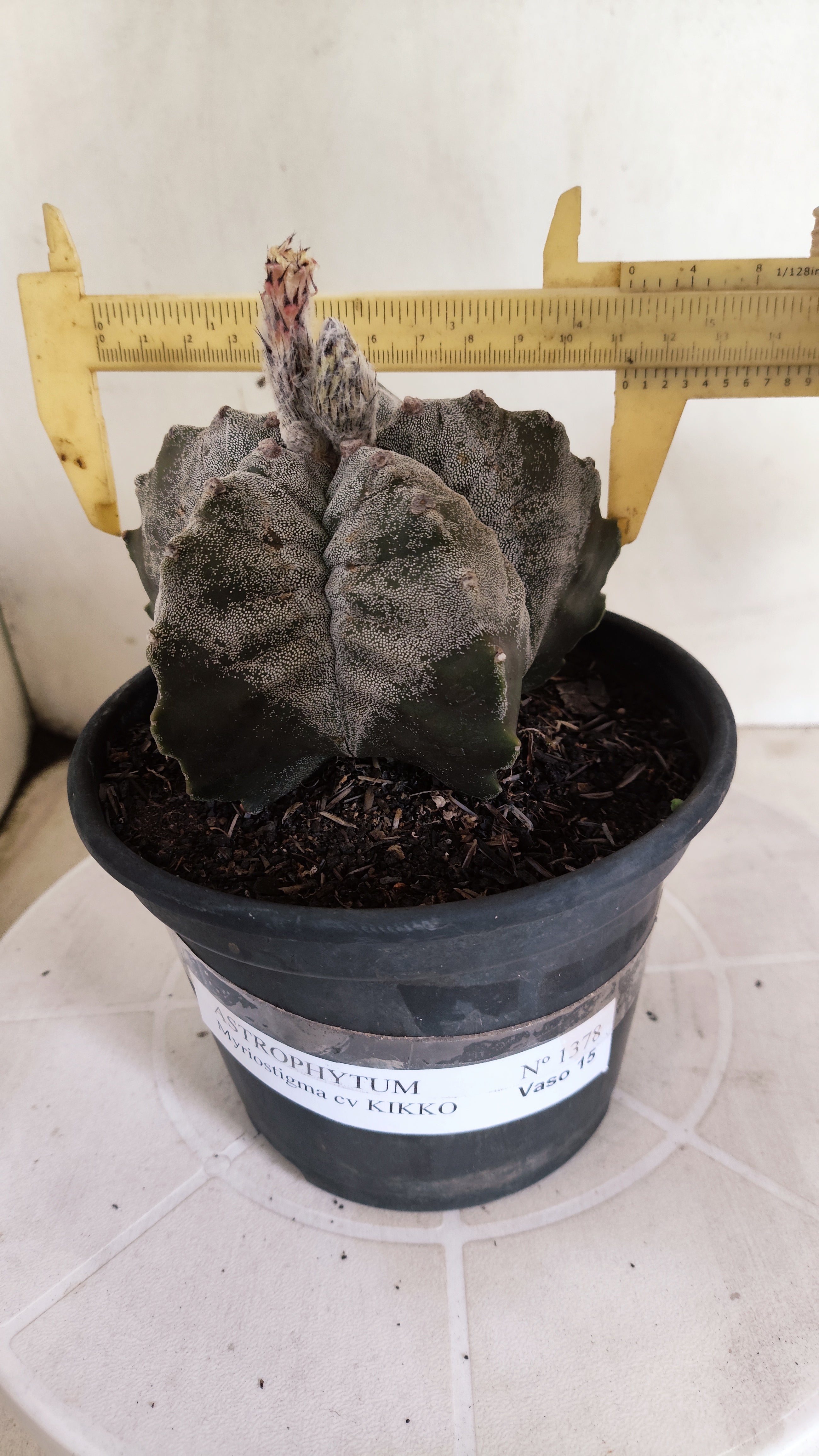 ASTROPHYTUM MYRIOSTIGMA cv KIKKO  Nº 1378 – vaso 15