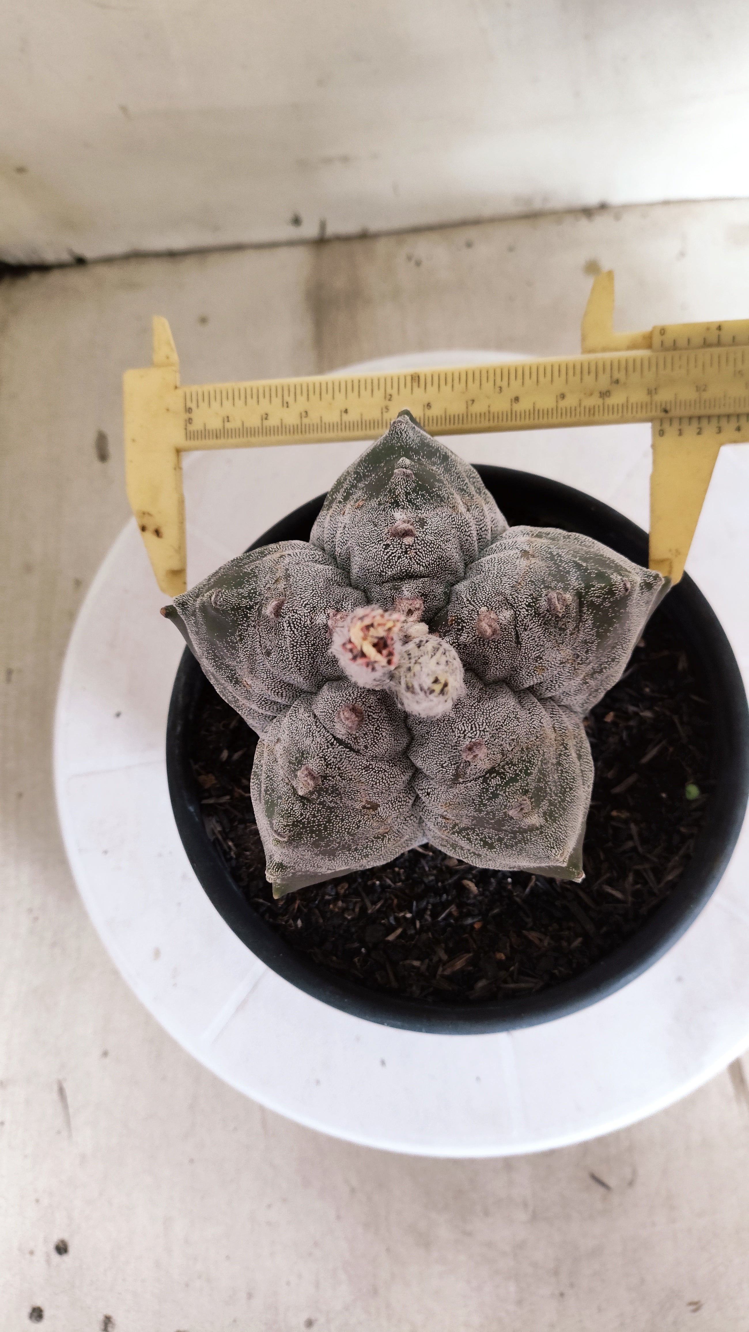 ASTROPHYTUM MYRIOSTIGMA cv KIKKO  Nº 1378 – vaso 15