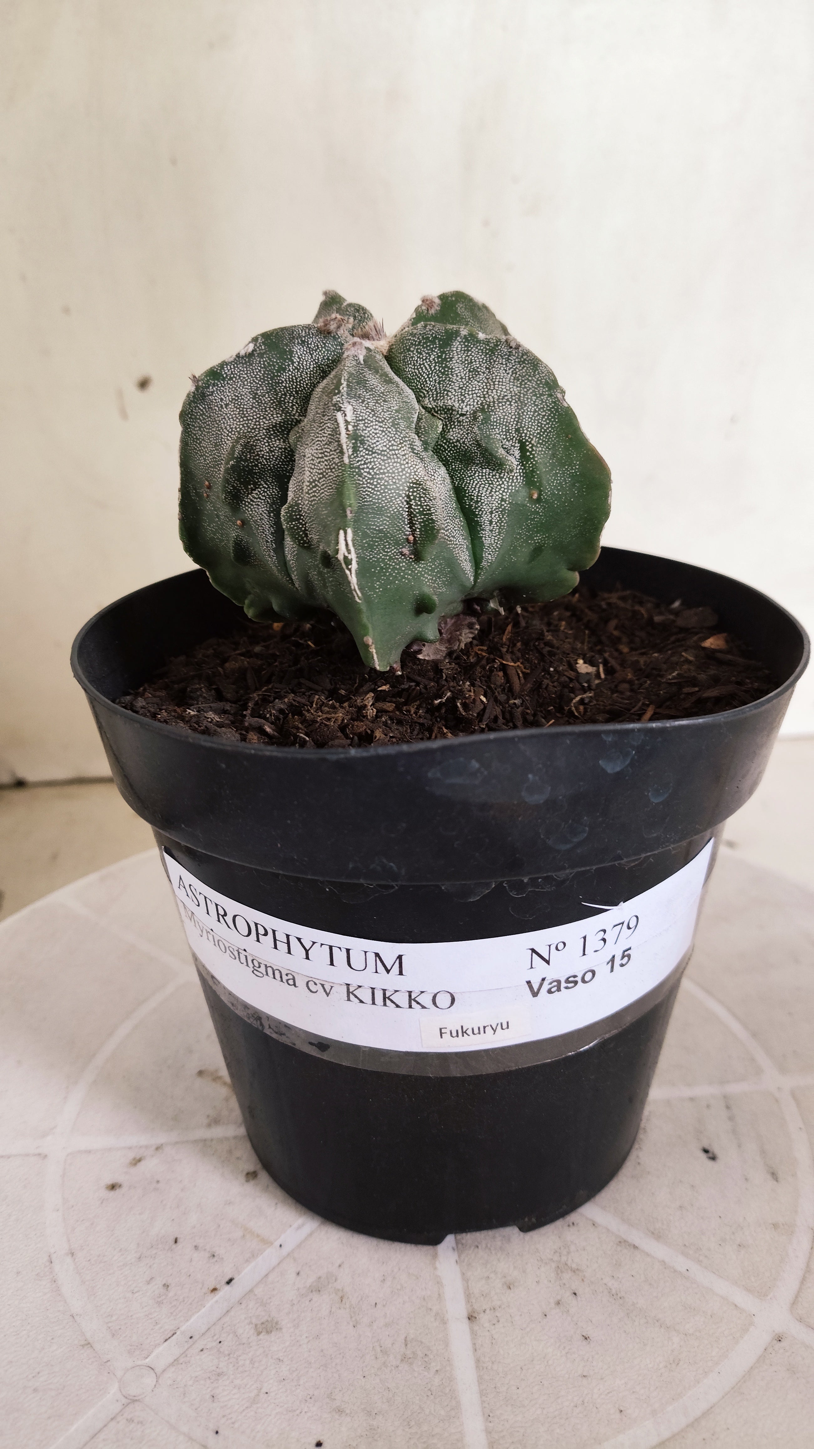 ASTROPHYTUM MYRIOSTIGMA cv KIKKO "Fukuryu"  Nº 1379 – vaso 15