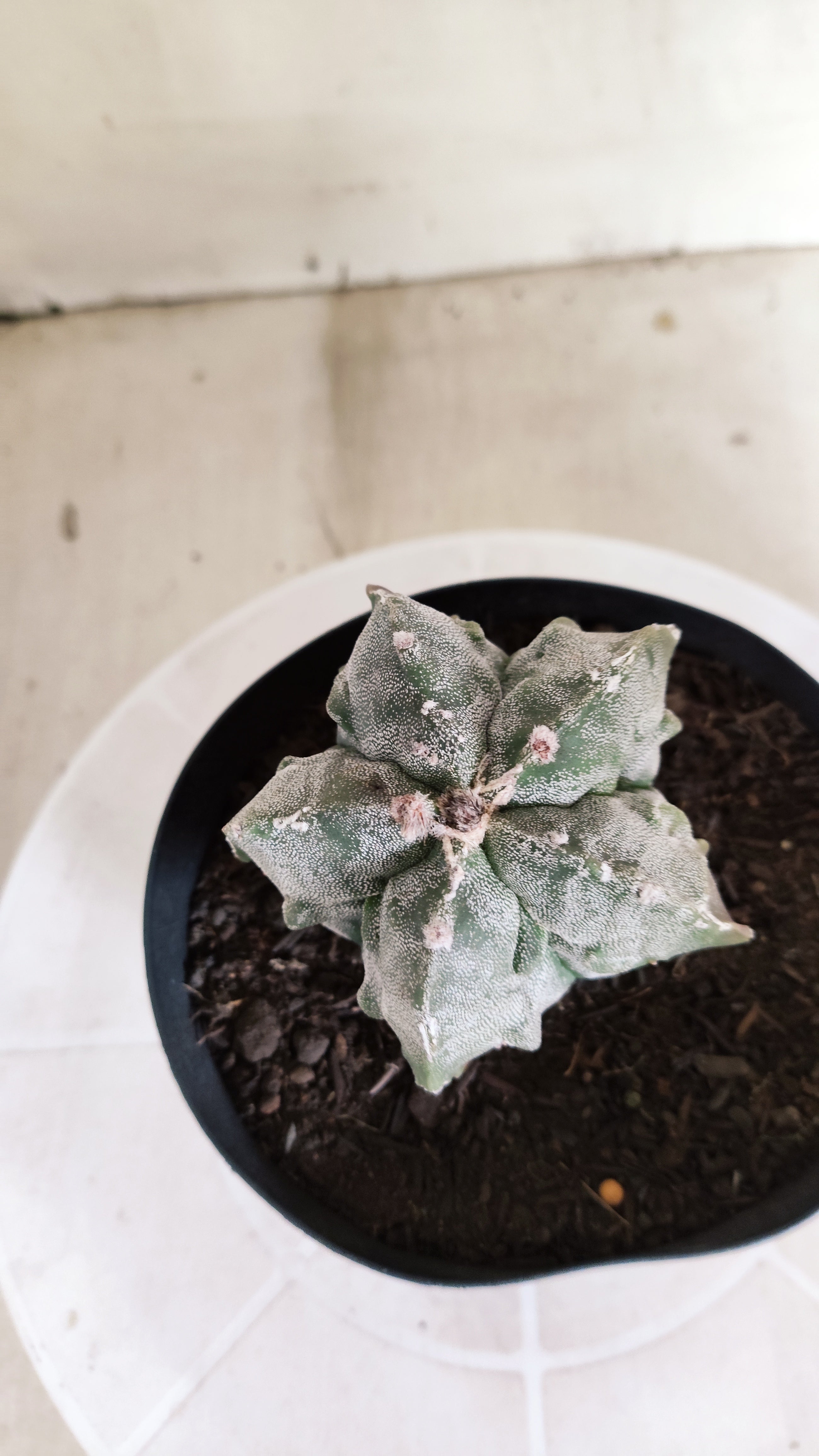 ASTROPHYTUM MYRIOSTIGMA cv KIKKO "Fukuryu"  Nº 1379 – vaso 15