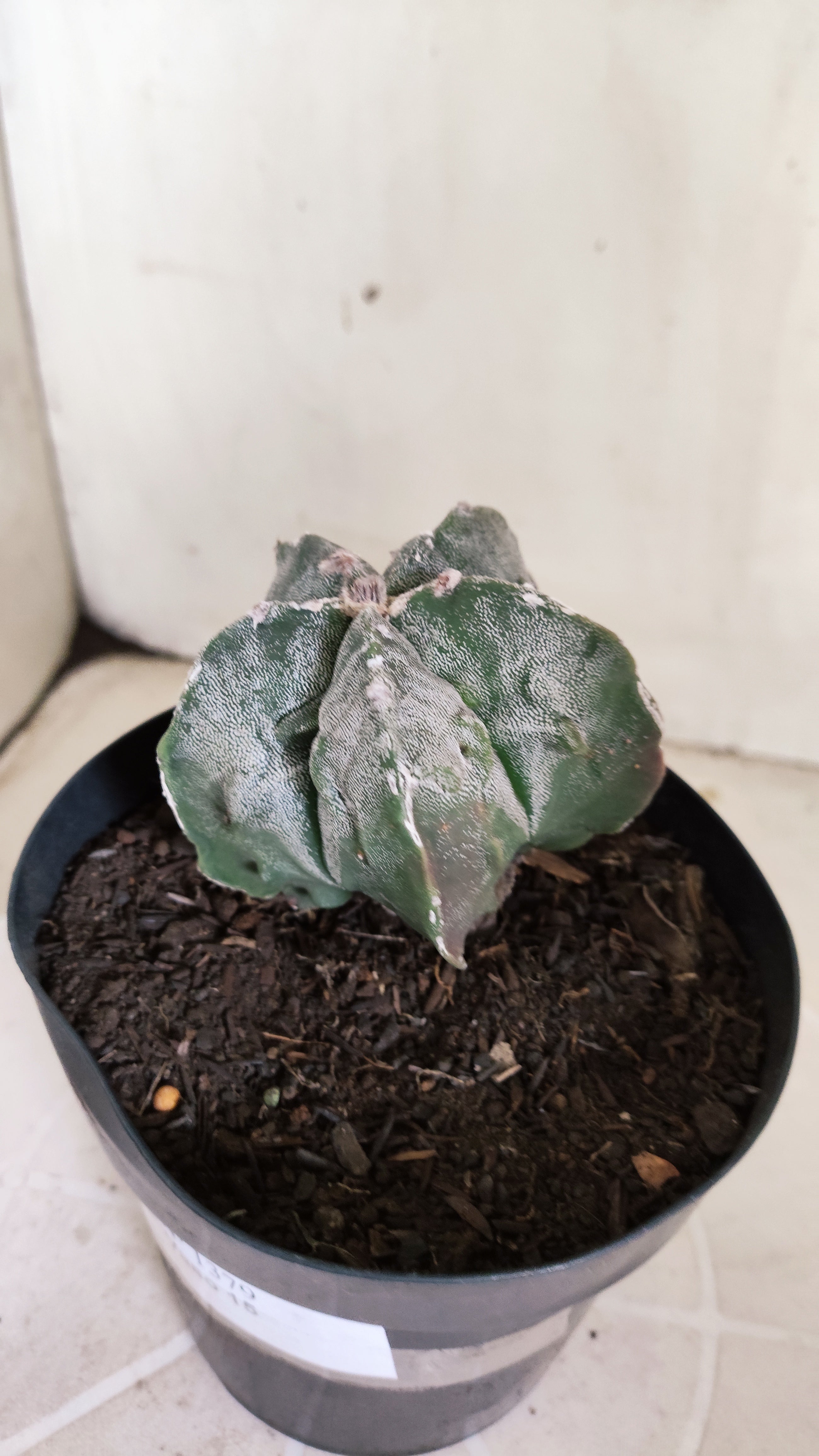 ASTROPHYTUM MYRIOSTIGMA cv KIKKO "Fukuryu"  Nº 1379 – vaso 15