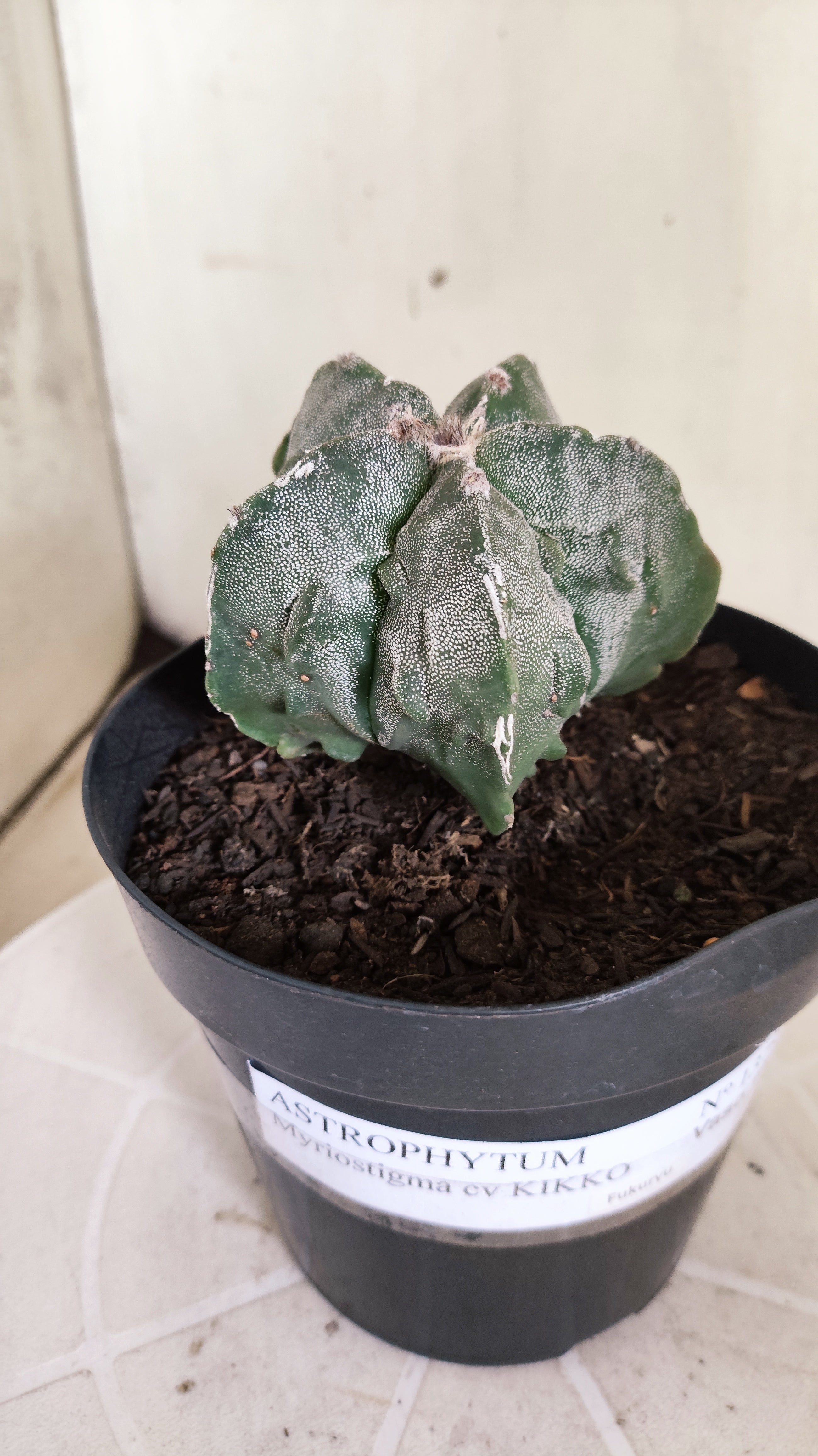 ASTROPHYTUM MYRIOSTIGMA cv KIKKO "Fukuryu"  Nº 1379 – vaso 15