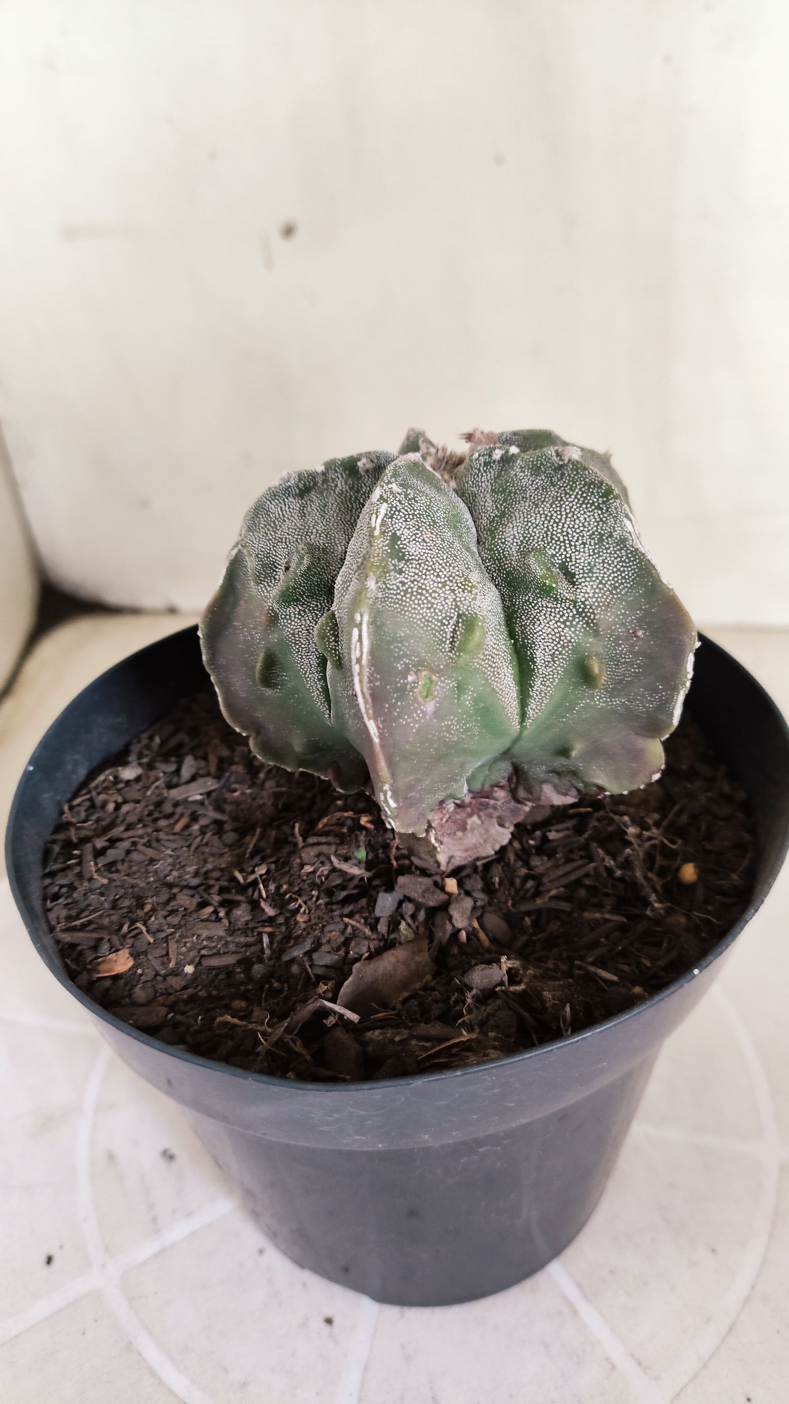 ASTROPHYTUM MYRIOSTIGMA cv KIKKO "Fukuryu"  Nº 1379 – vaso 15