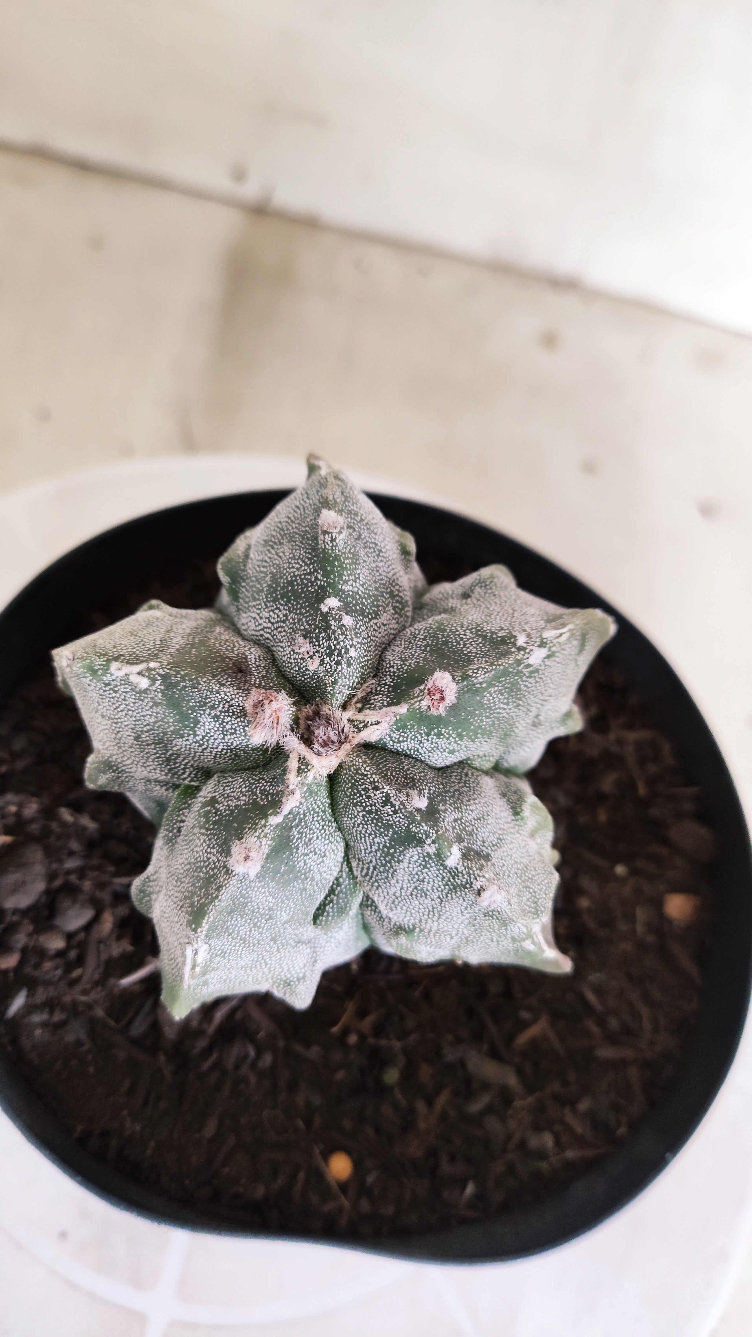 ASTROPHYTUM MYRIOSTIGMA cv KIKKO "Fukuryu"  Nº 1379 – vaso 15