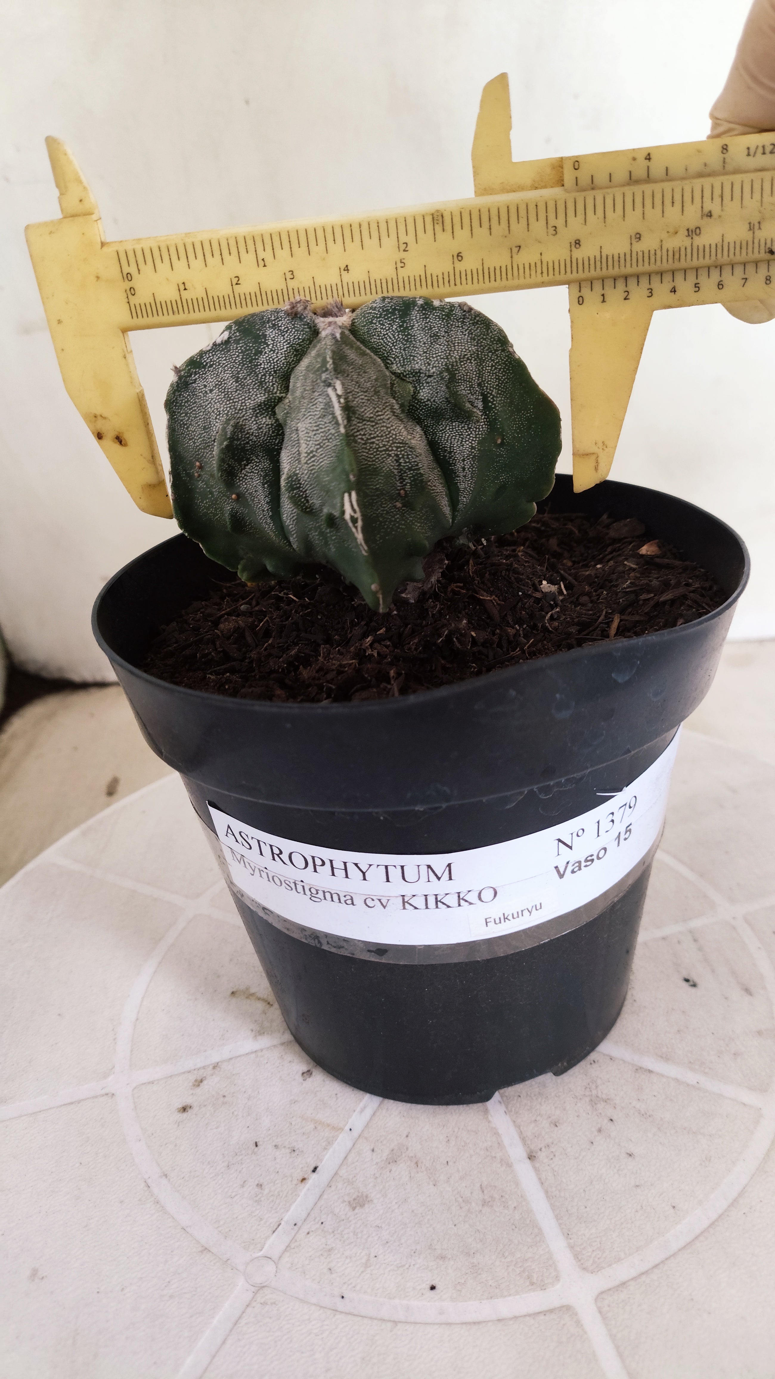 ASTROPHYTUM MYRIOSTIGMA cv KIKKO "Fukuryu"  Nº 1379 – vaso 15