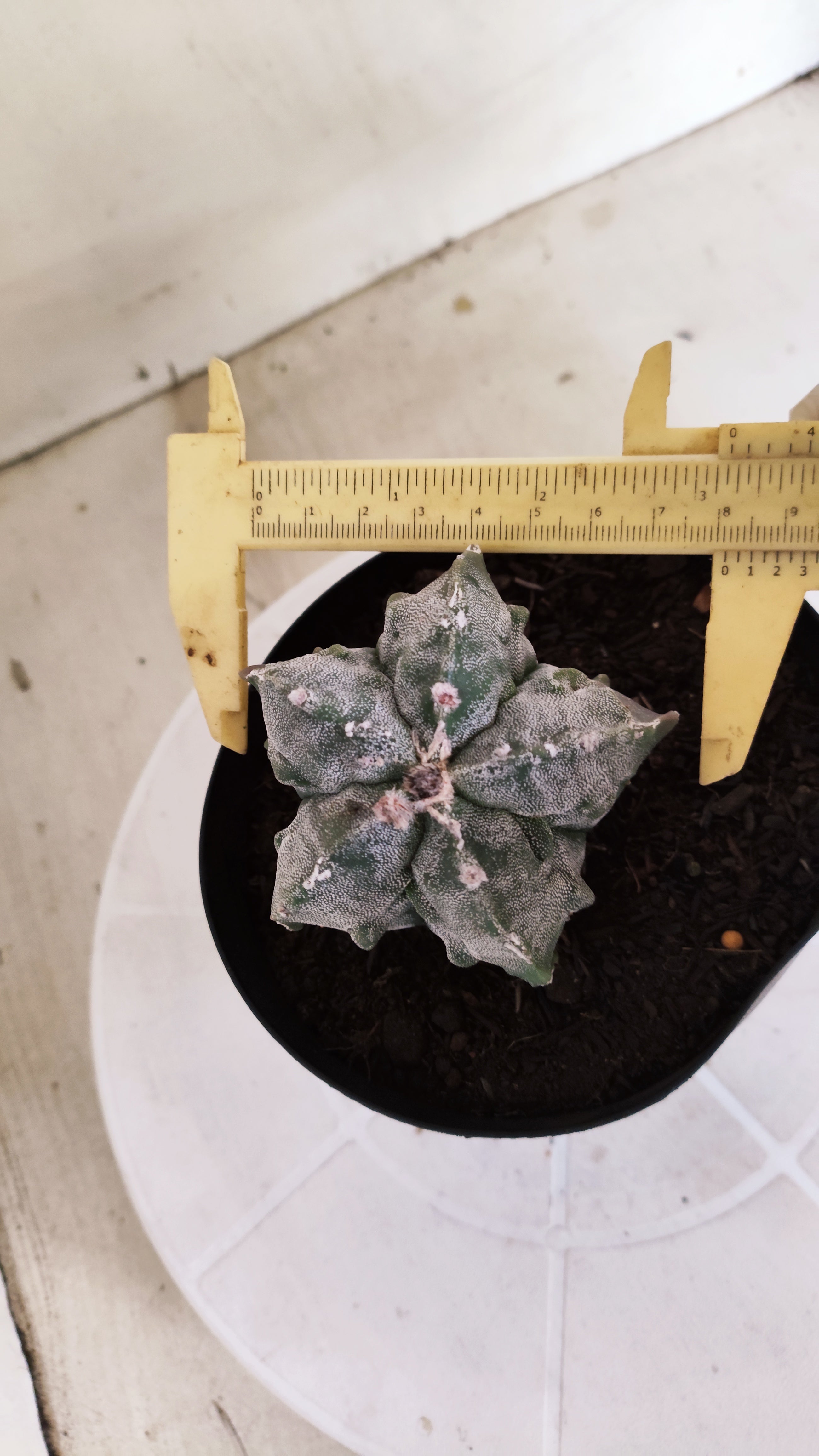 ASTROPHYTUM MYRIOSTIGMA cv KIKKO "Fukuryu"  Nº 1379 – vaso 15