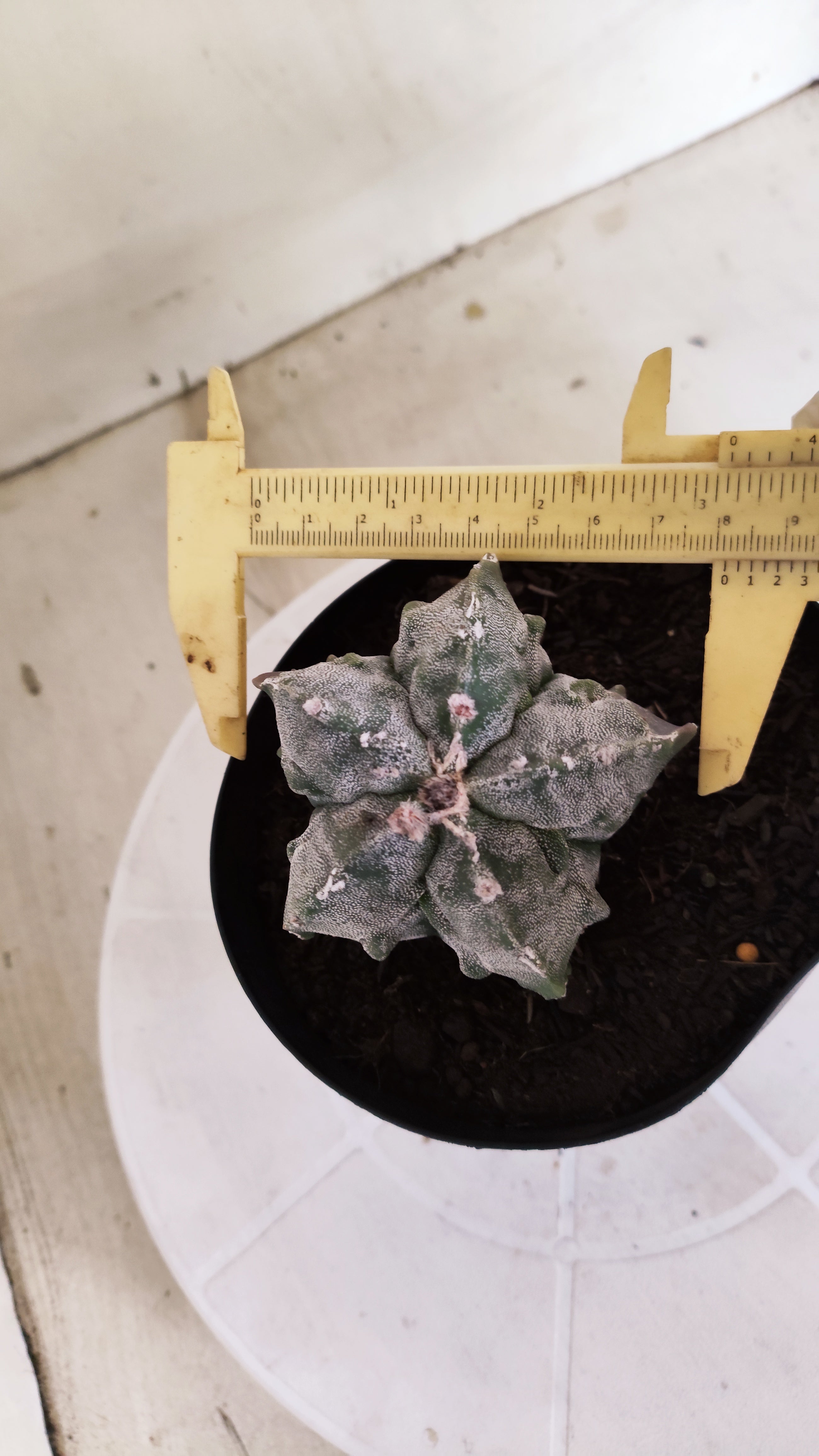 ASTROPHYTUM MYRIOSTIGMA cv KIKKO "Fukuryu"  Nº 1379 – vaso 15