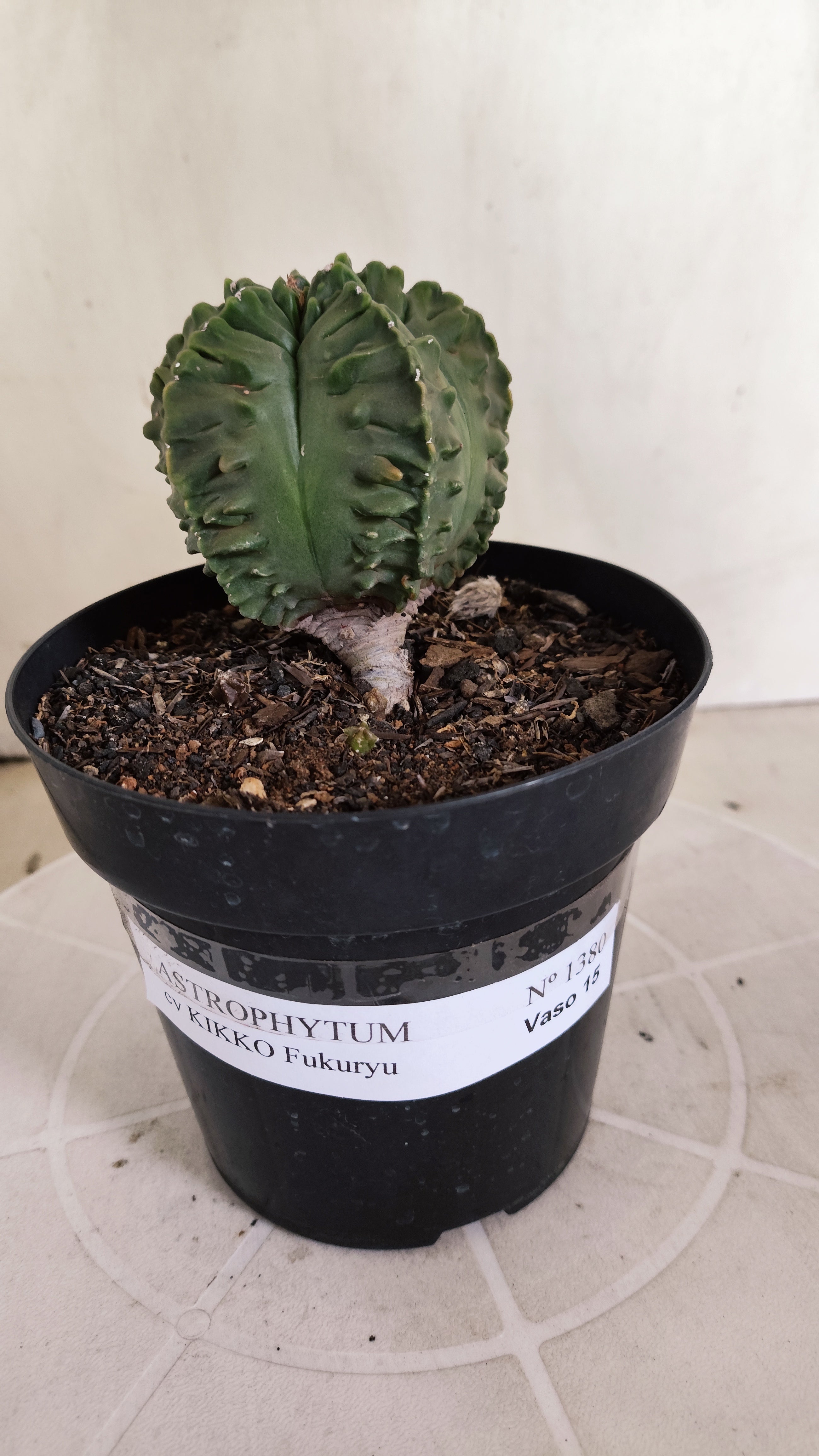 ASTROPHYTUM MYRIOSTIGMA cv KIKKO "Fukuryu"  Nº 1380 – vaso 15