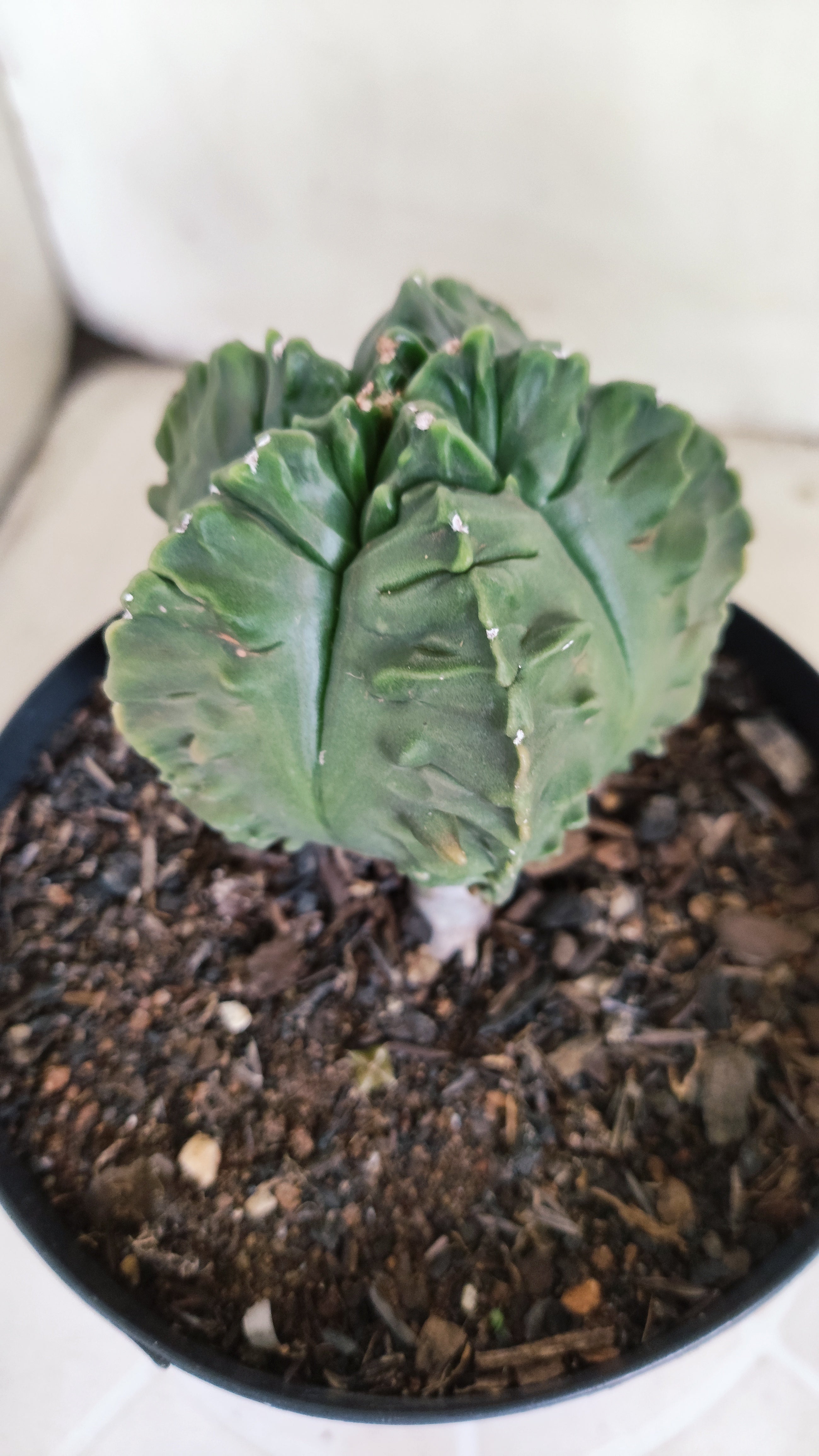 ASTROPHYTUM MYRIOSTIGMA cv KIKKO "Fukuryu"  Nº 1380 – vaso 15