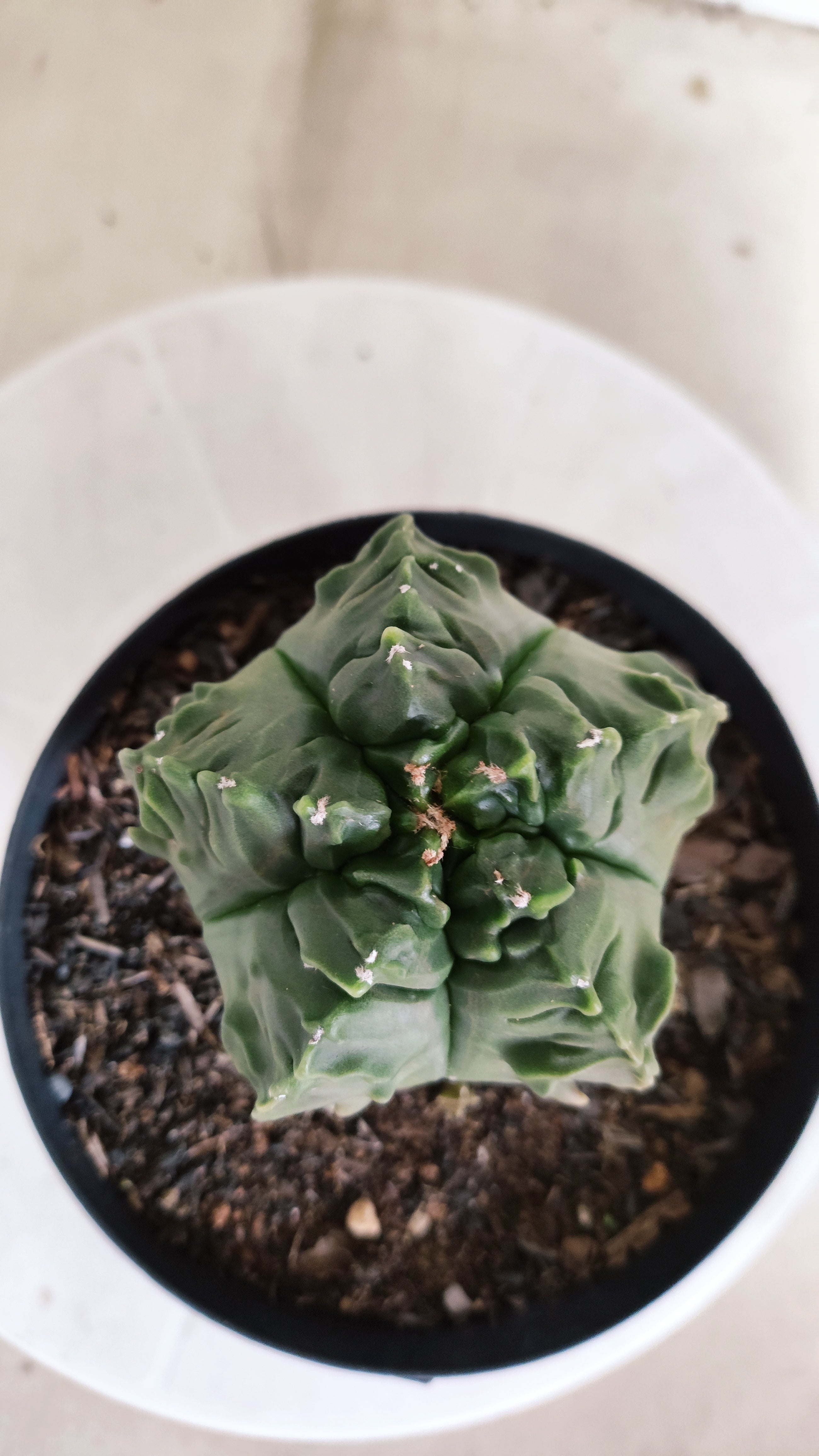 ASTROPHYTUM MYRIOSTIGMA cv KIKKO "Fukuryu"  Nº 1380 – vaso 15