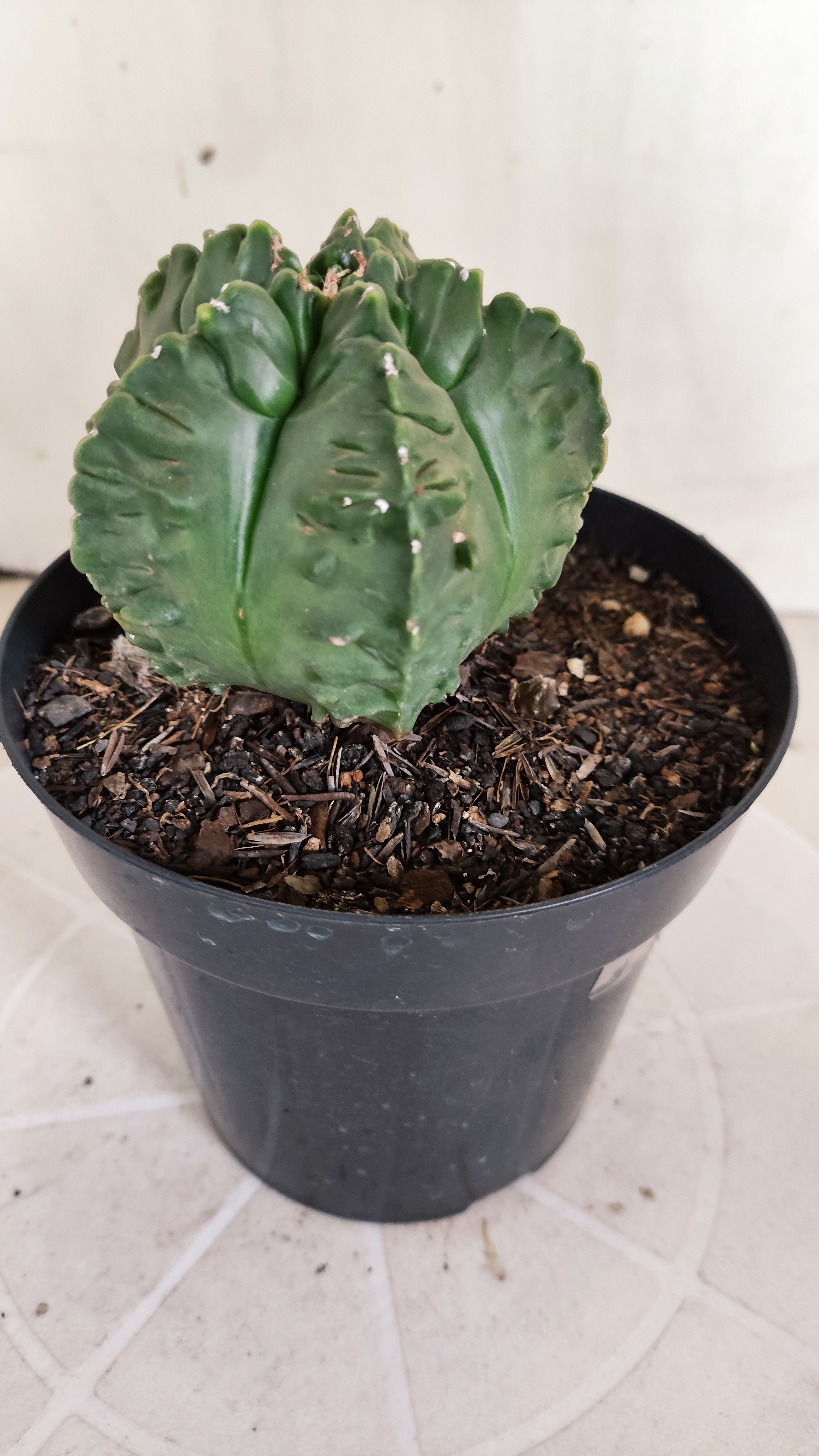 ASTROPHYTUM MYRIOSTIGMA cv KIKKO "Fukuryu"  Nº 1380 – vaso 15