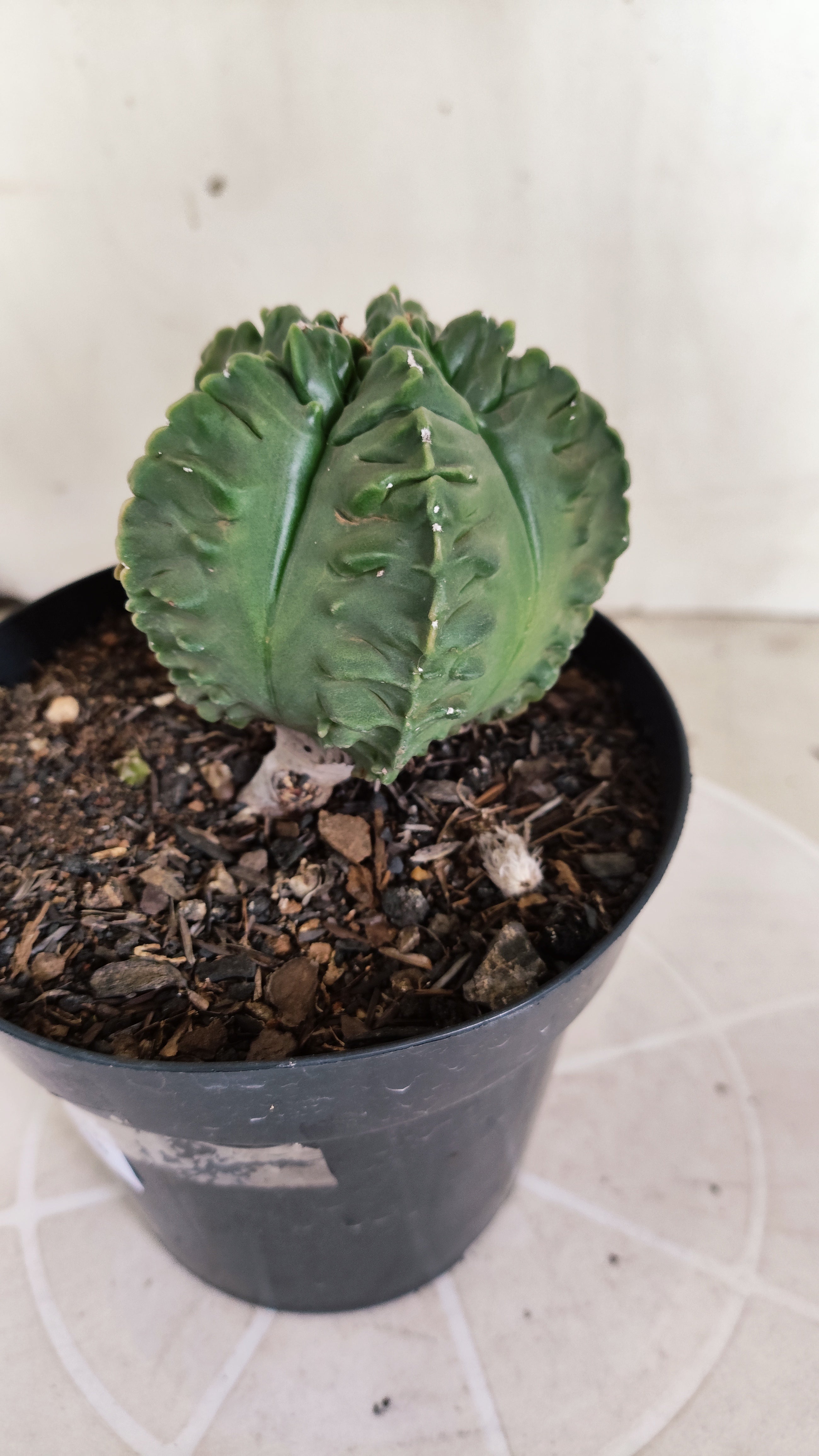 ASTROPHYTUM MYRIOSTIGMA cv KIKKO "Fukuryu"  Nº 1380 – vaso 15