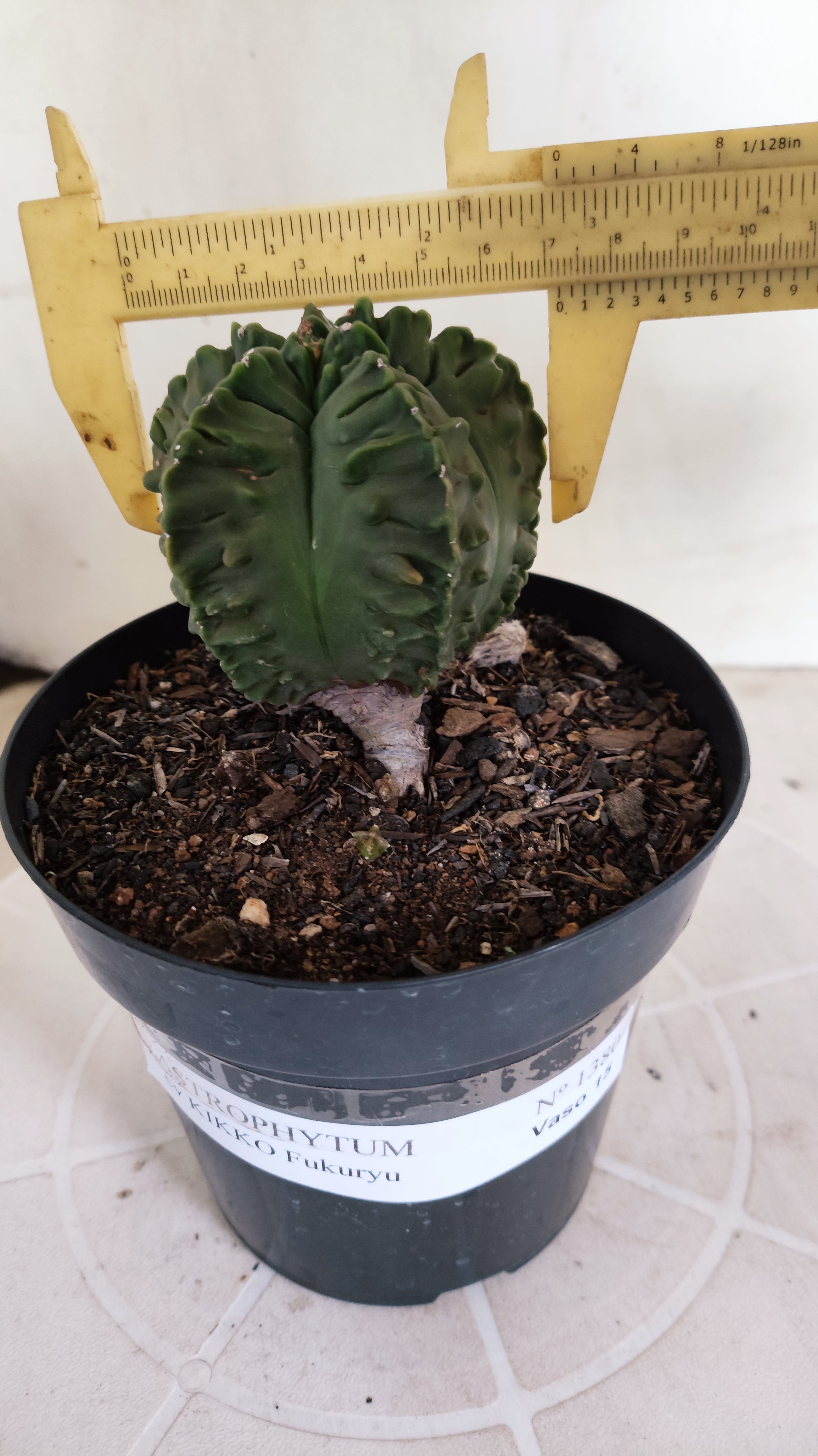 ASTROPHYTUM MYRIOSTIGMA cv KIKKO "Fukuryu"  Nº 1380 – vaso 15