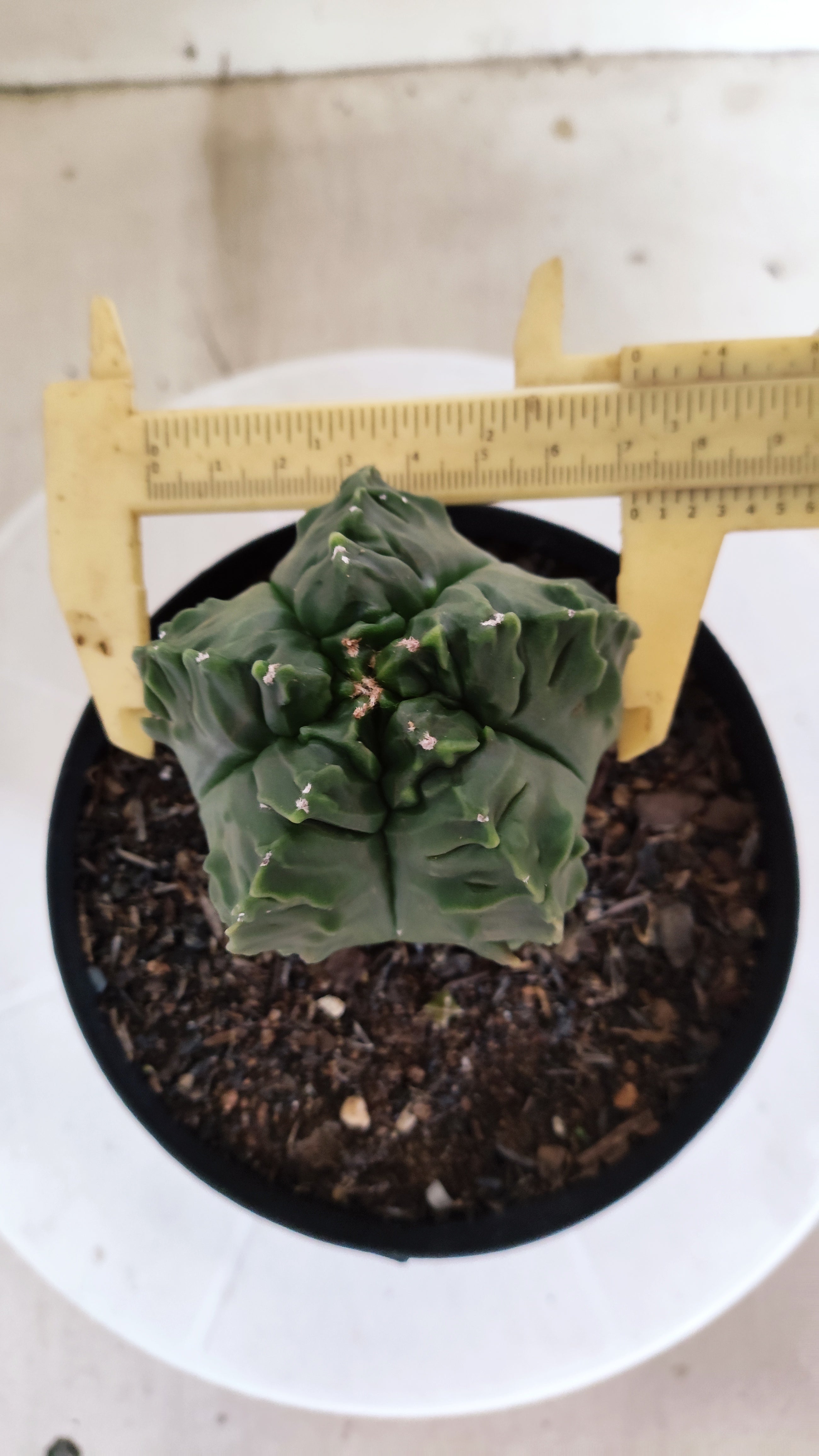 ASTROPHYTUM MYRIOSTIGMA cv KIKKO "Fukuryu"  Nº 1380 – vaso 15