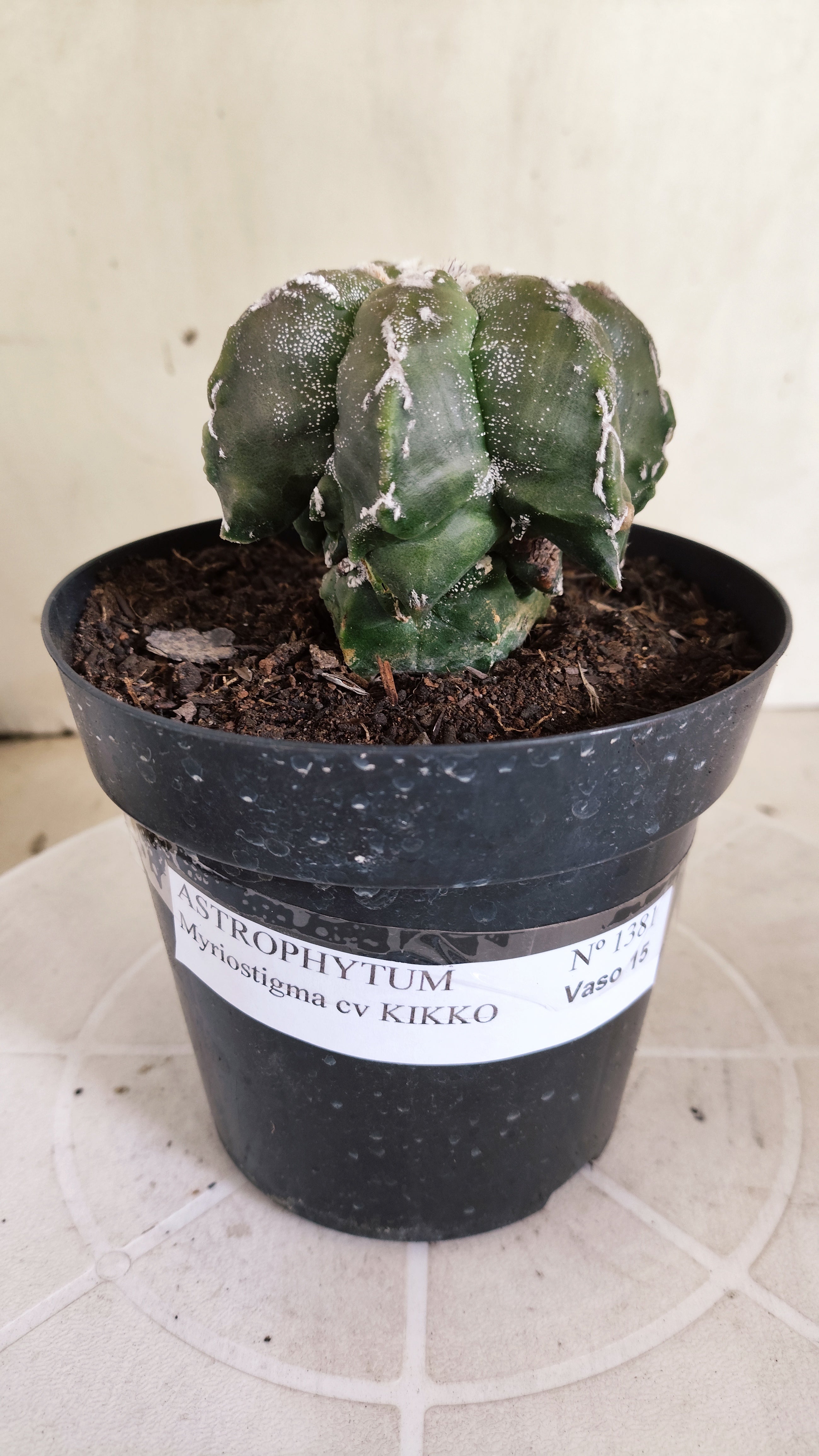 MATRIZ ASTROPHYTUM cv KIKKO "Multicostatum EXÓTICO"  Nº 1381  – vaso 15