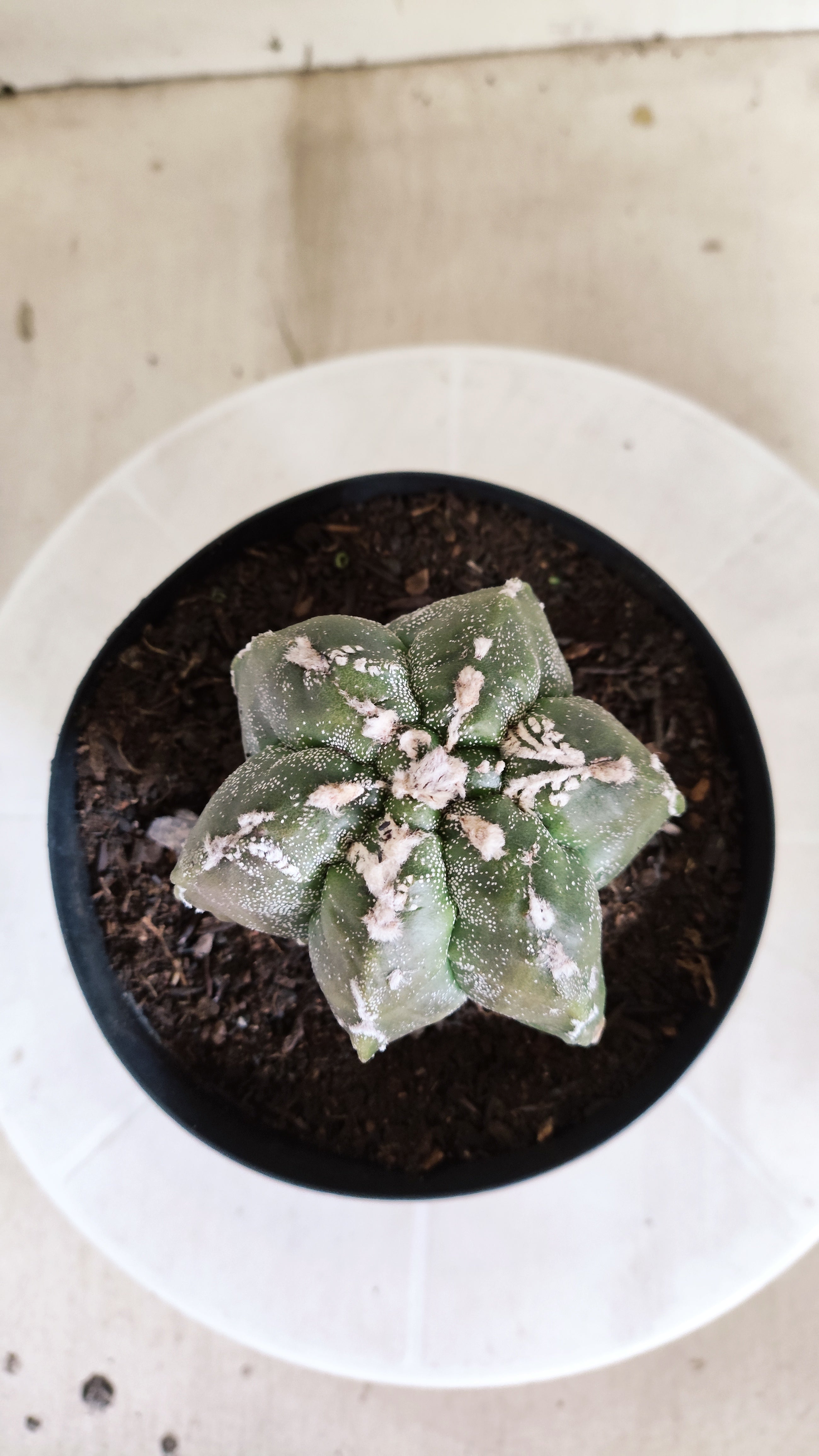 MATRIZ ASTROPHYTUM cv KIKKO "Multicostatum EXÓTICO"  Nº 1381  – vaso 15