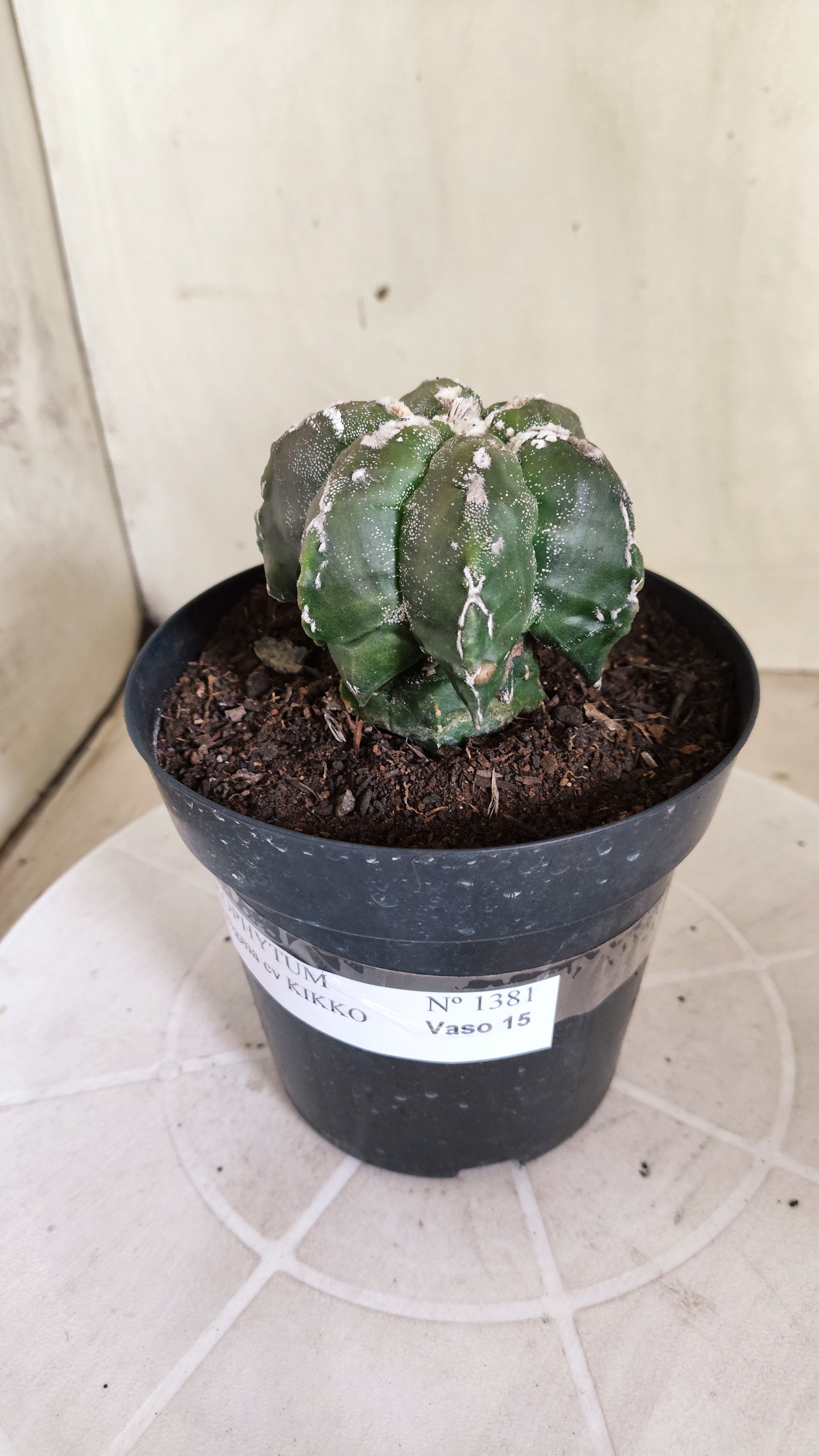 MATRIZ ASTROPHYTUM cv KIKKO "Multicostatum EXÓTICO"  Nº 1381  – vaso 15