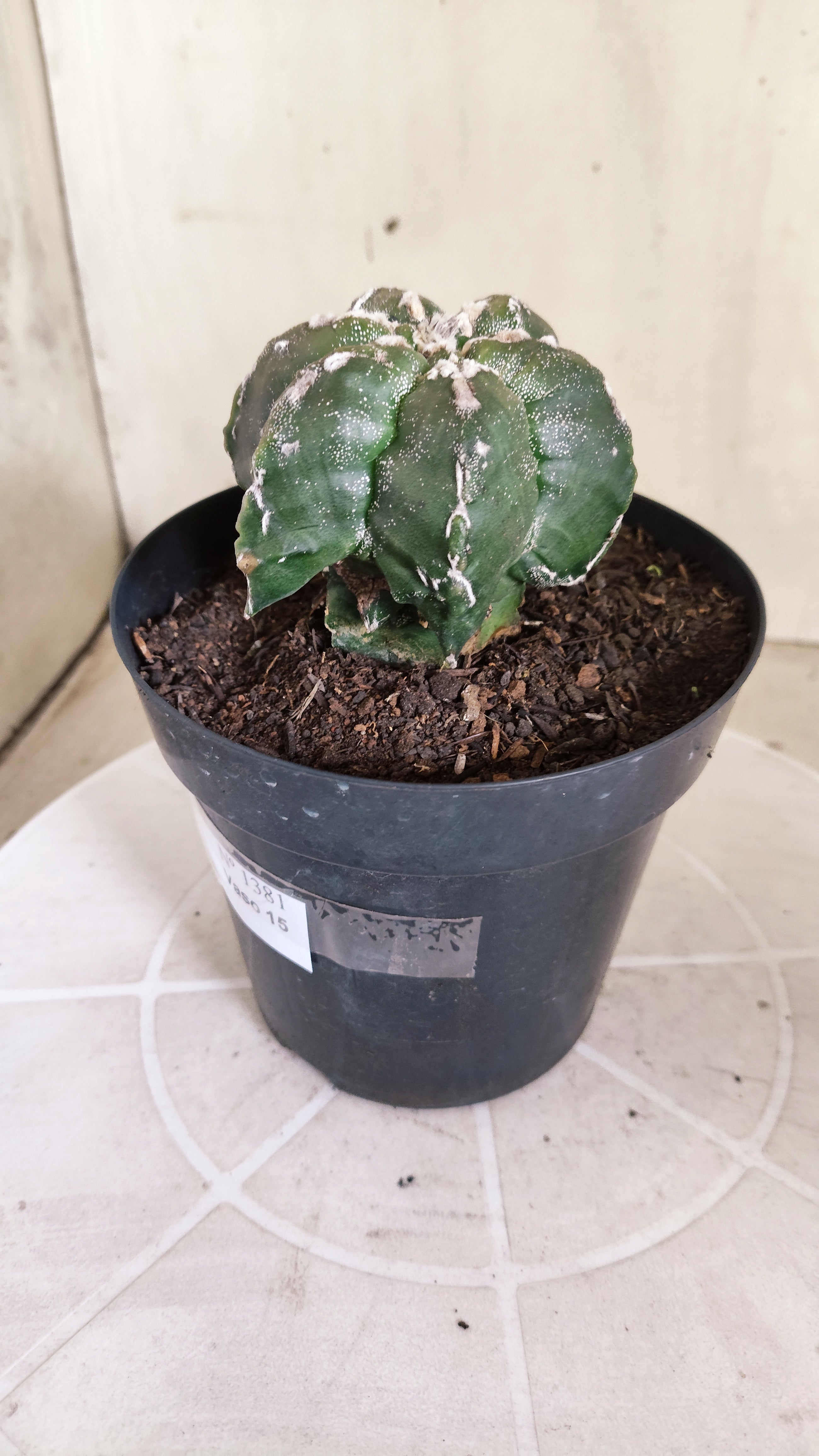 MATRIZ ASTROPHYTUM cv KIKKO "Multicostatum EXÓTICO"  Nº 1381  – vaso 15