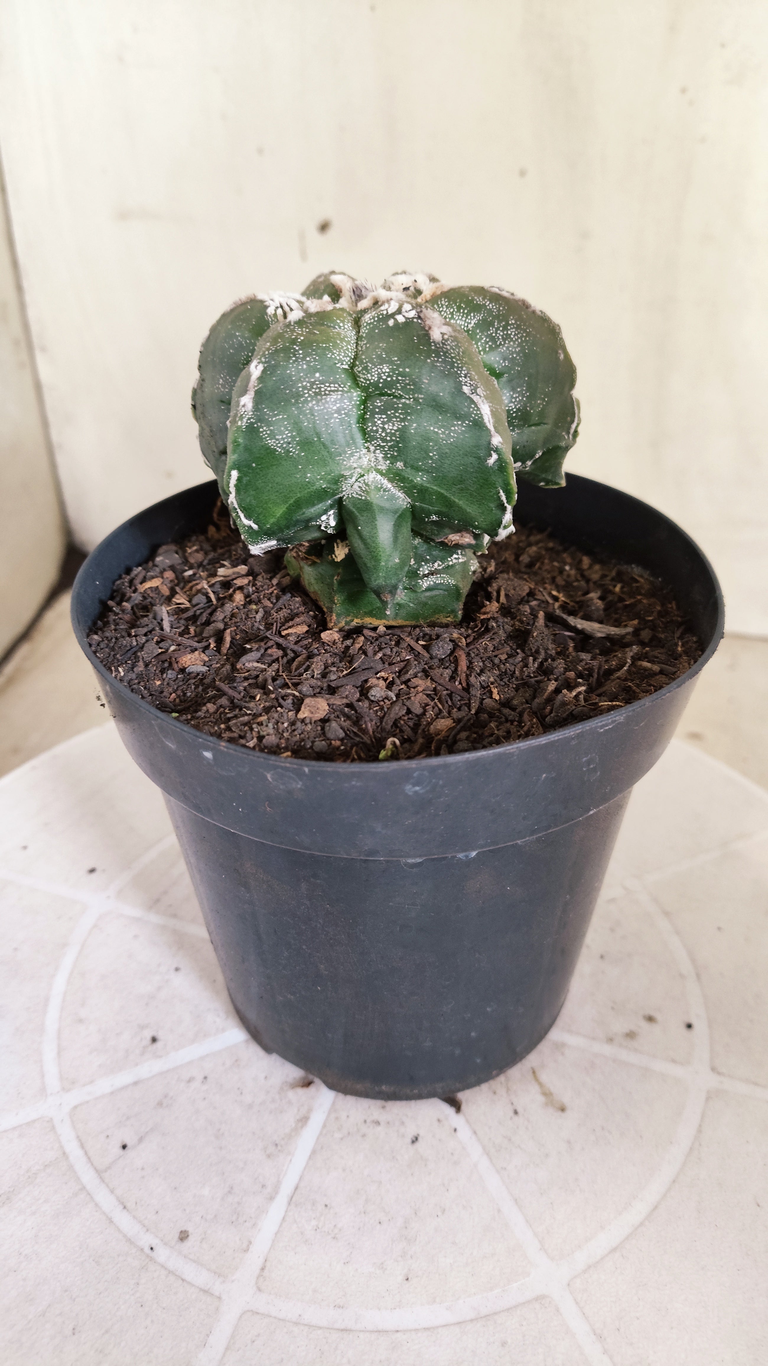 MATRIZ ASTROPHYTUM cv KIKKO "Multicostatum EXÓTICO"  Nº 1381  – vaso 15