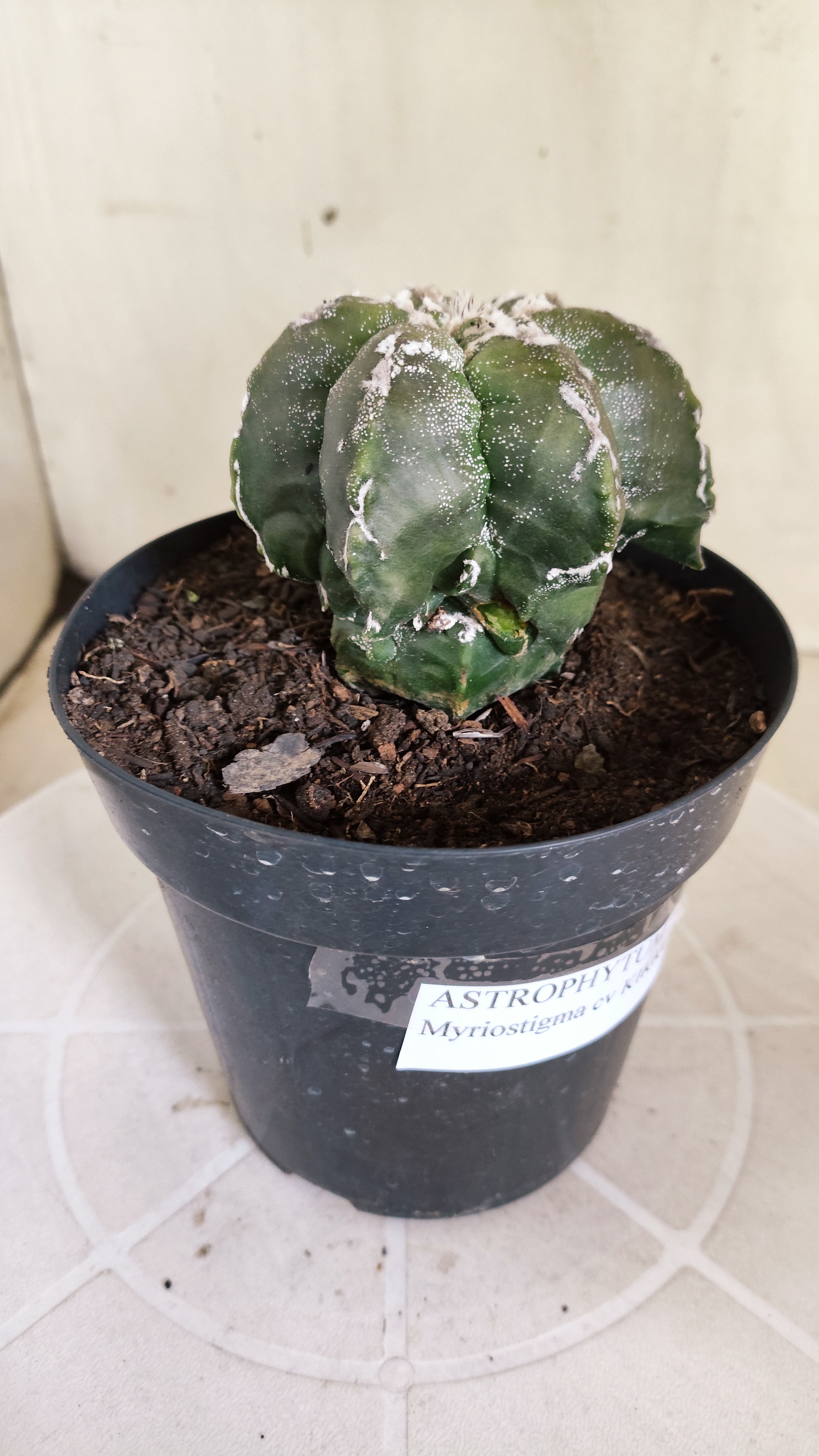 MATRIZ ASTROPHYTUM cv KIKKO "Multicostatum EXÓTICO"  Nº 1381  – vaso 15