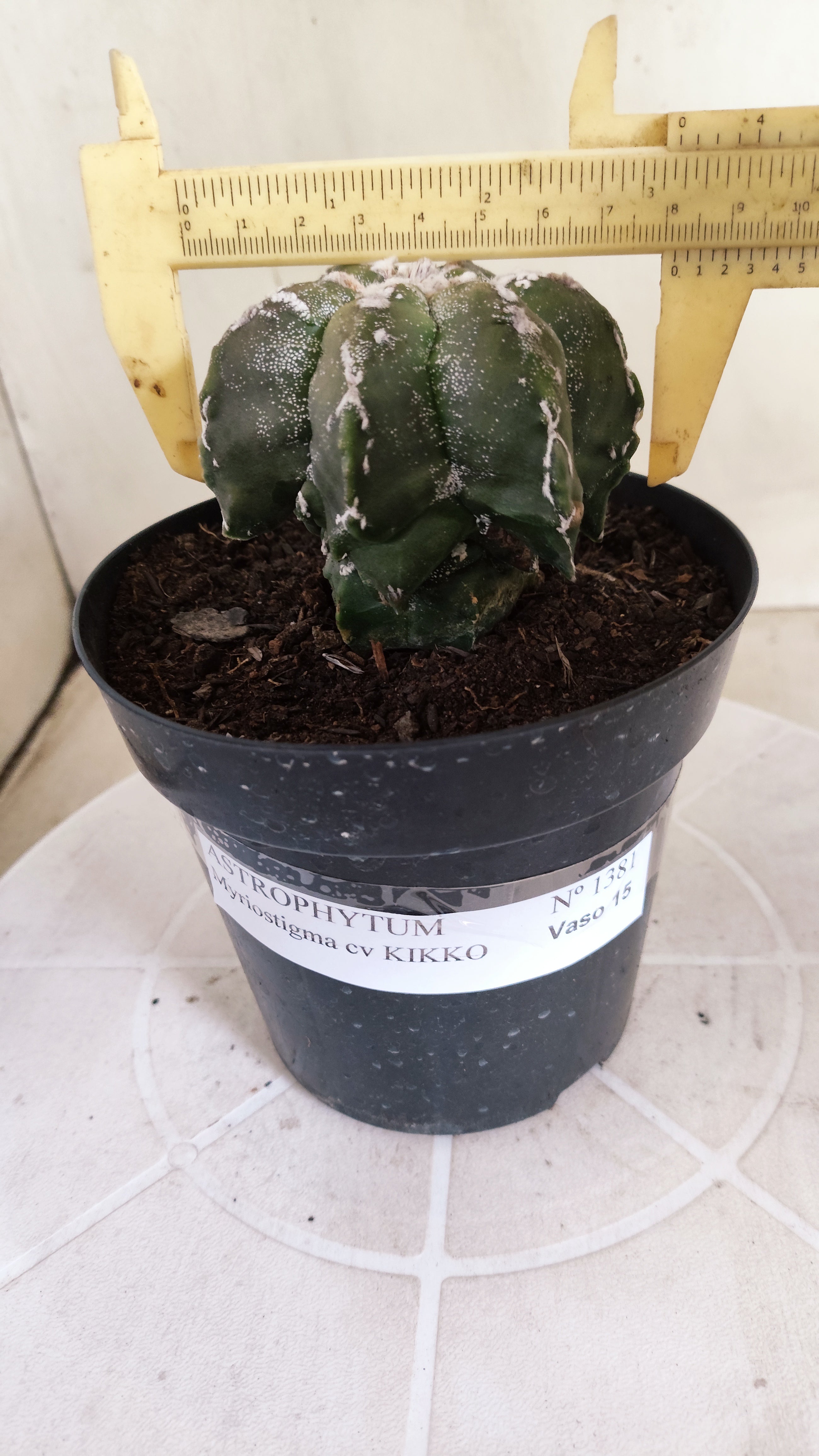MATRIZ ASTROPHYTUM cv KIKKO "Multicostatum EXÓTICO"  Nº 1381  – vaso 15
