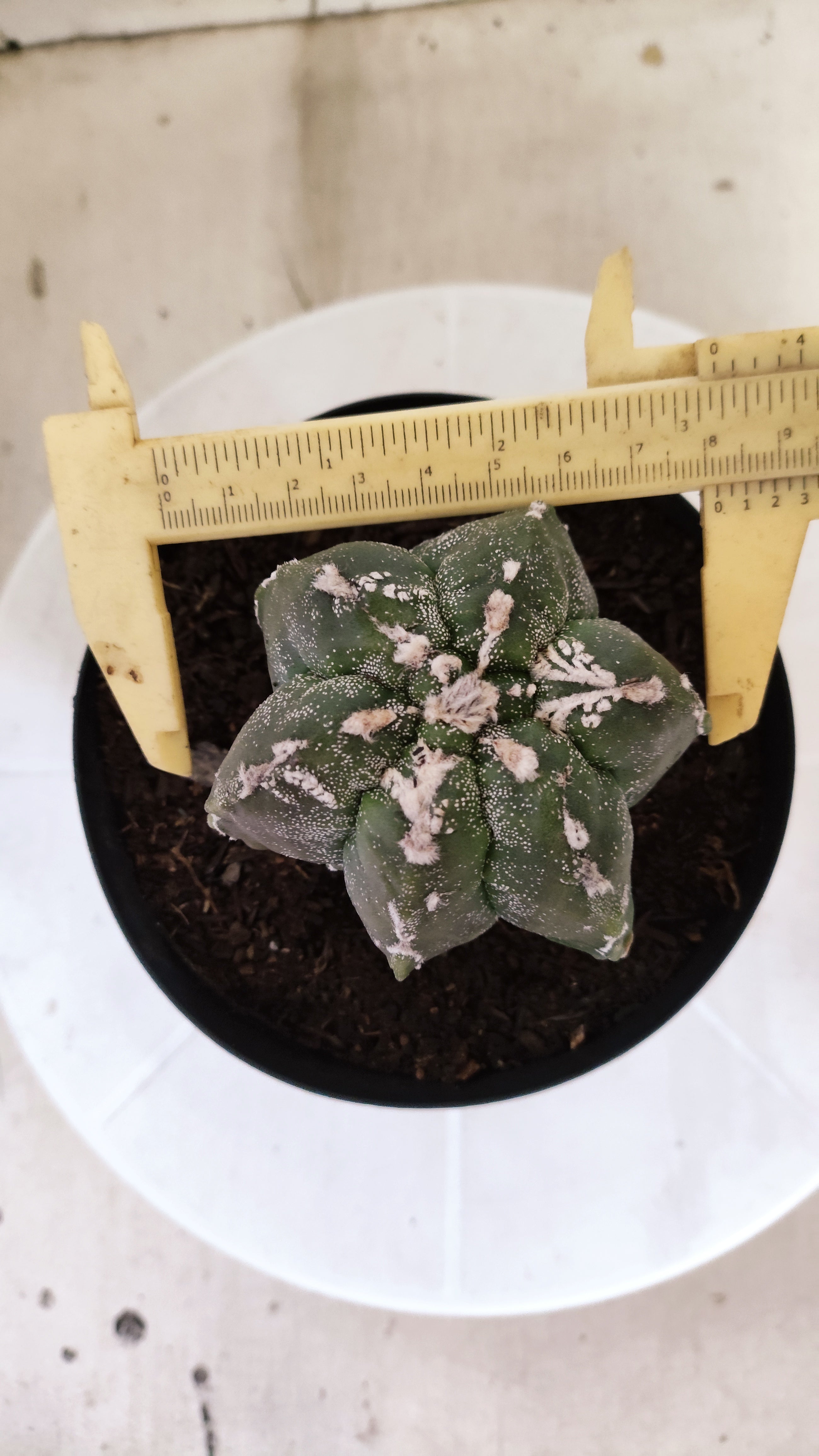 MATRIZ ASTROPHYTUM cv KIKKO "Multicostatum EXÓTICO"  Nº 1381  – vaso 15