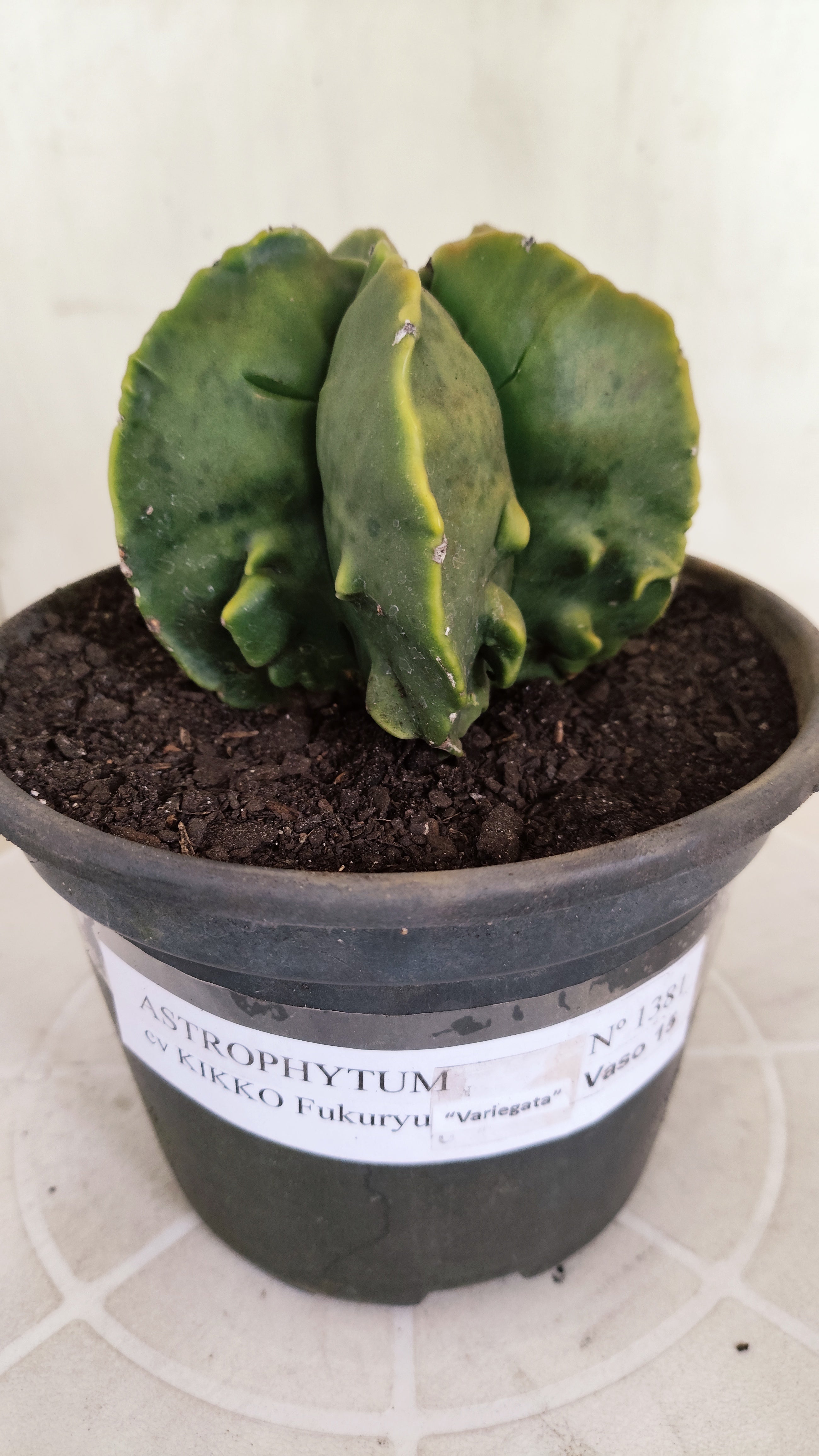 ASTROPHYTUM MYRIOSTIGMA cv KIKKO "Fukuryu - Variegata"  Nº 1381 – vaso 15