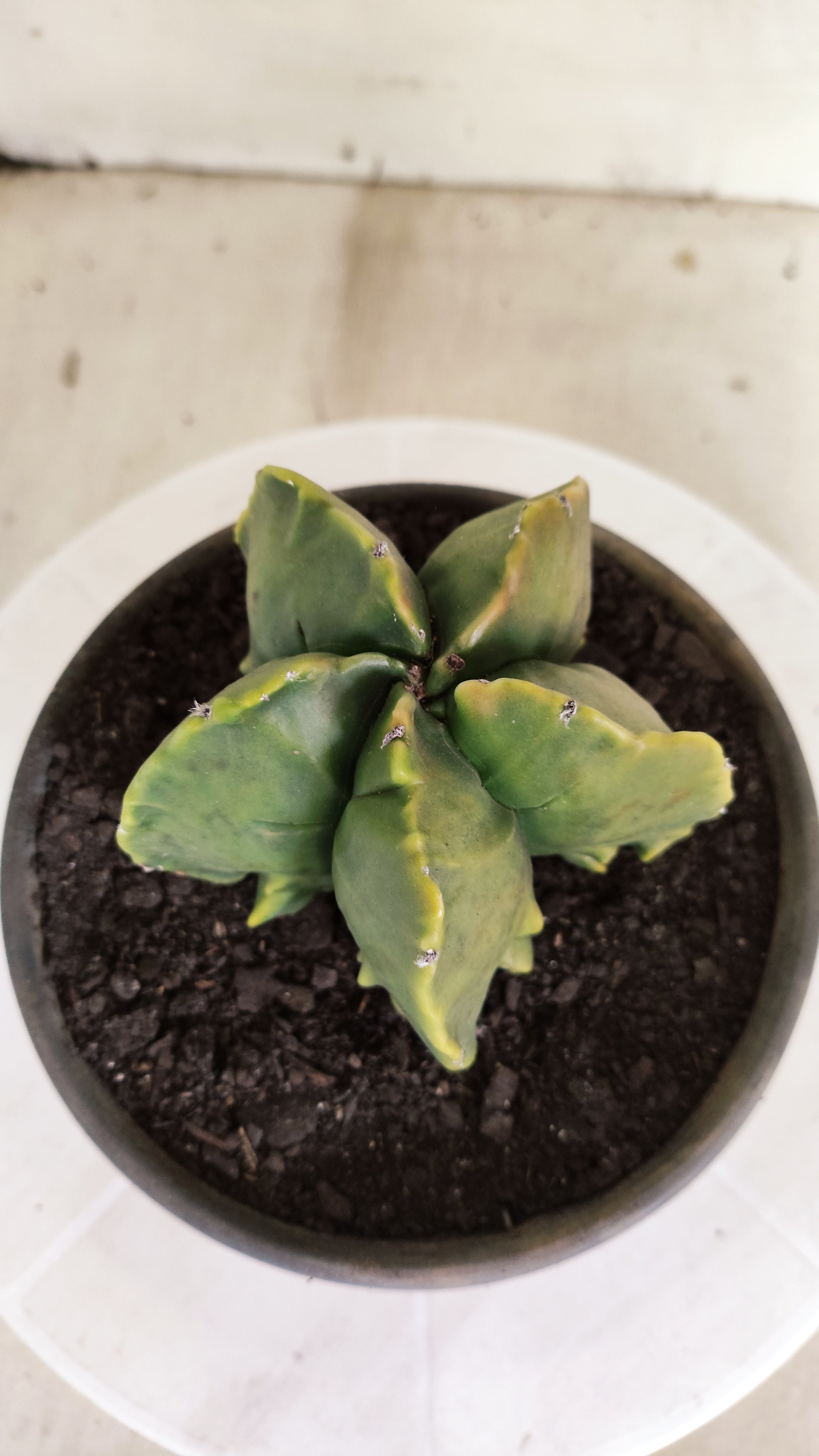 ASTROPHYTUM MYRIOSTIGMA cv KIKKO "Fukuryu - Variegata"  Nº 1381 – vaso 15