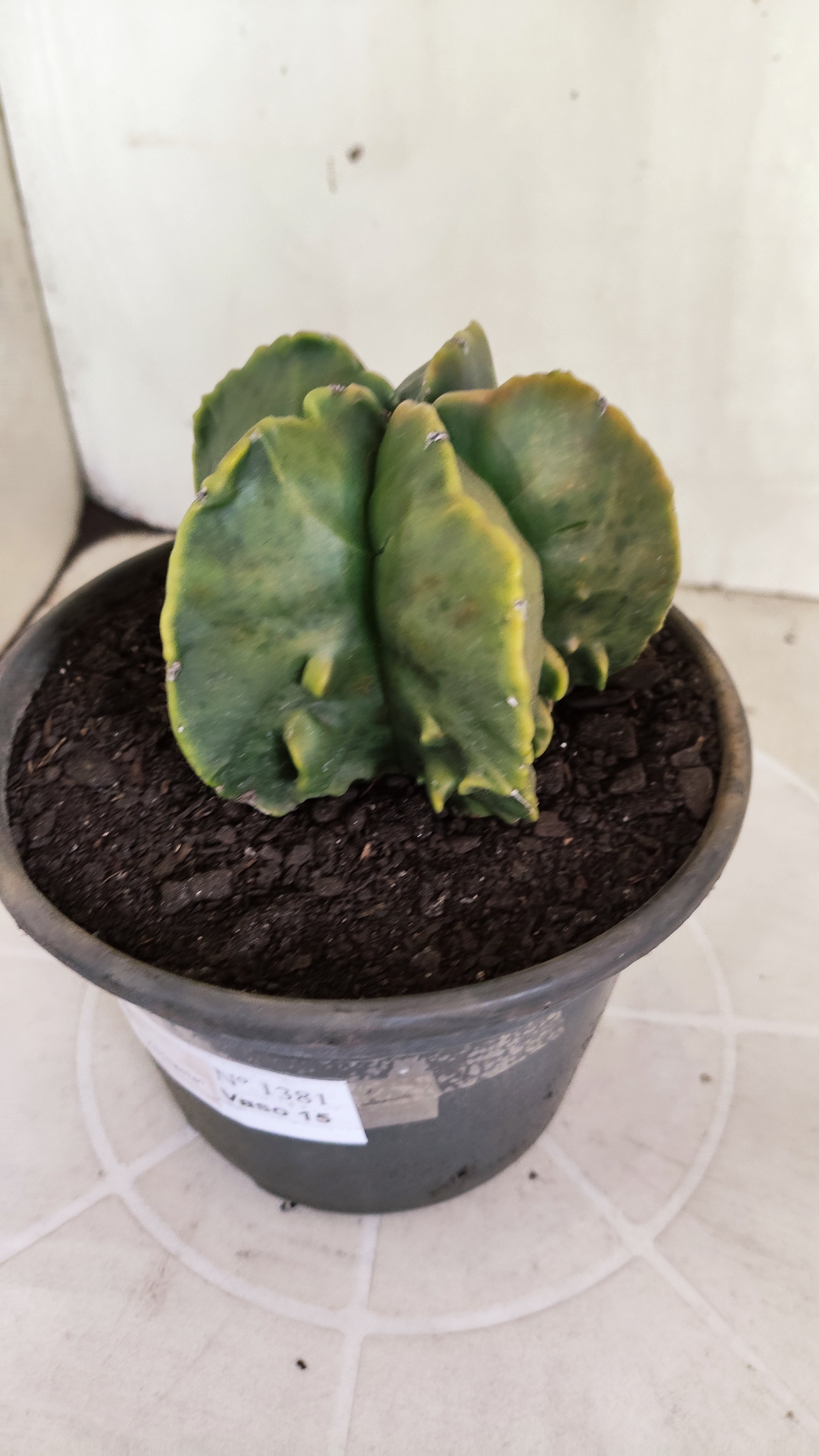 ASTROPHYTUM MYRIOSTIGMA cv KIKKO "Fukuryu - Variegata"  Nº 1381 – vaso 15