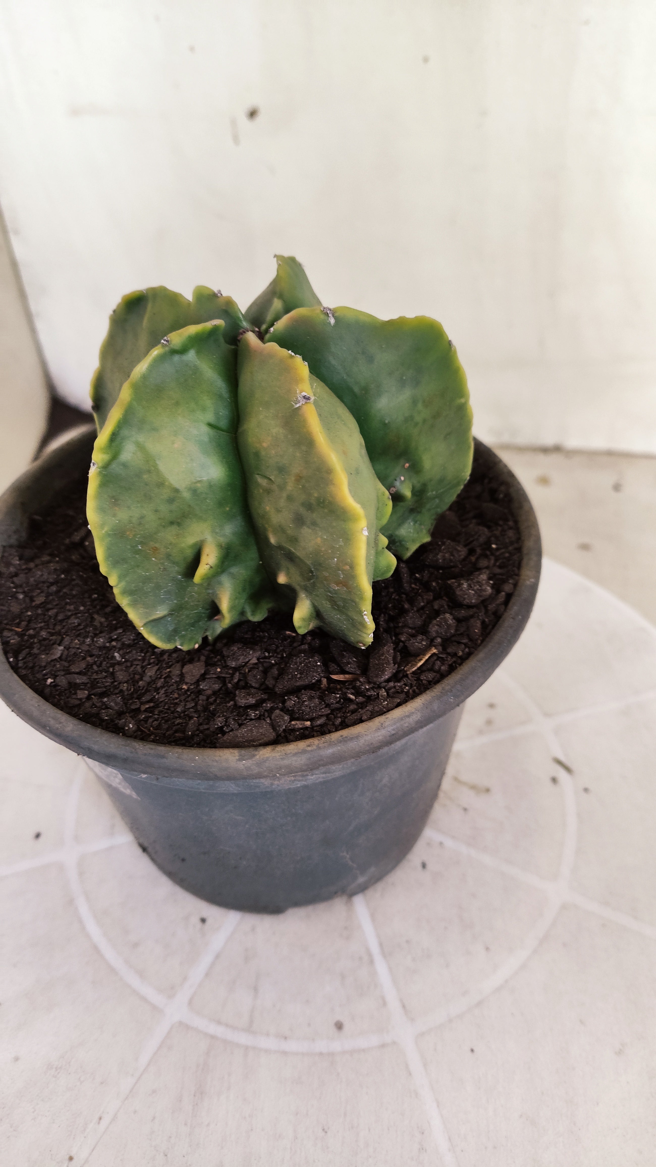 ASTROPHYTUM MYRIOSTIGMA cv KIKKO "Fukuryu - Variegata"  Nº 1381 – vaso 15