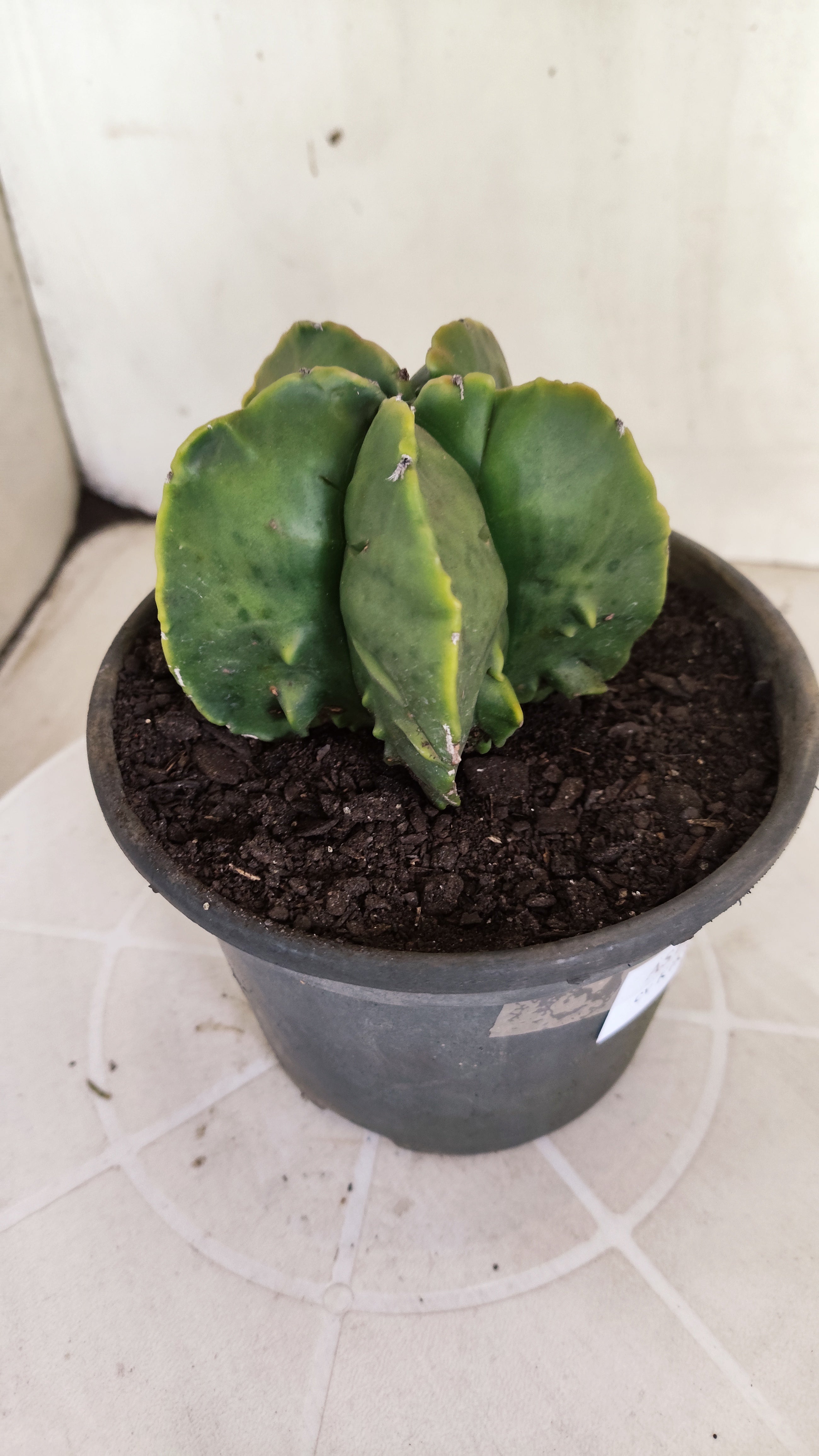 ASTROPHYTUM MYRIOSTIGMA cv KIKKO "Fukuryu - Variegata"  Nº 1381 – vaso 15