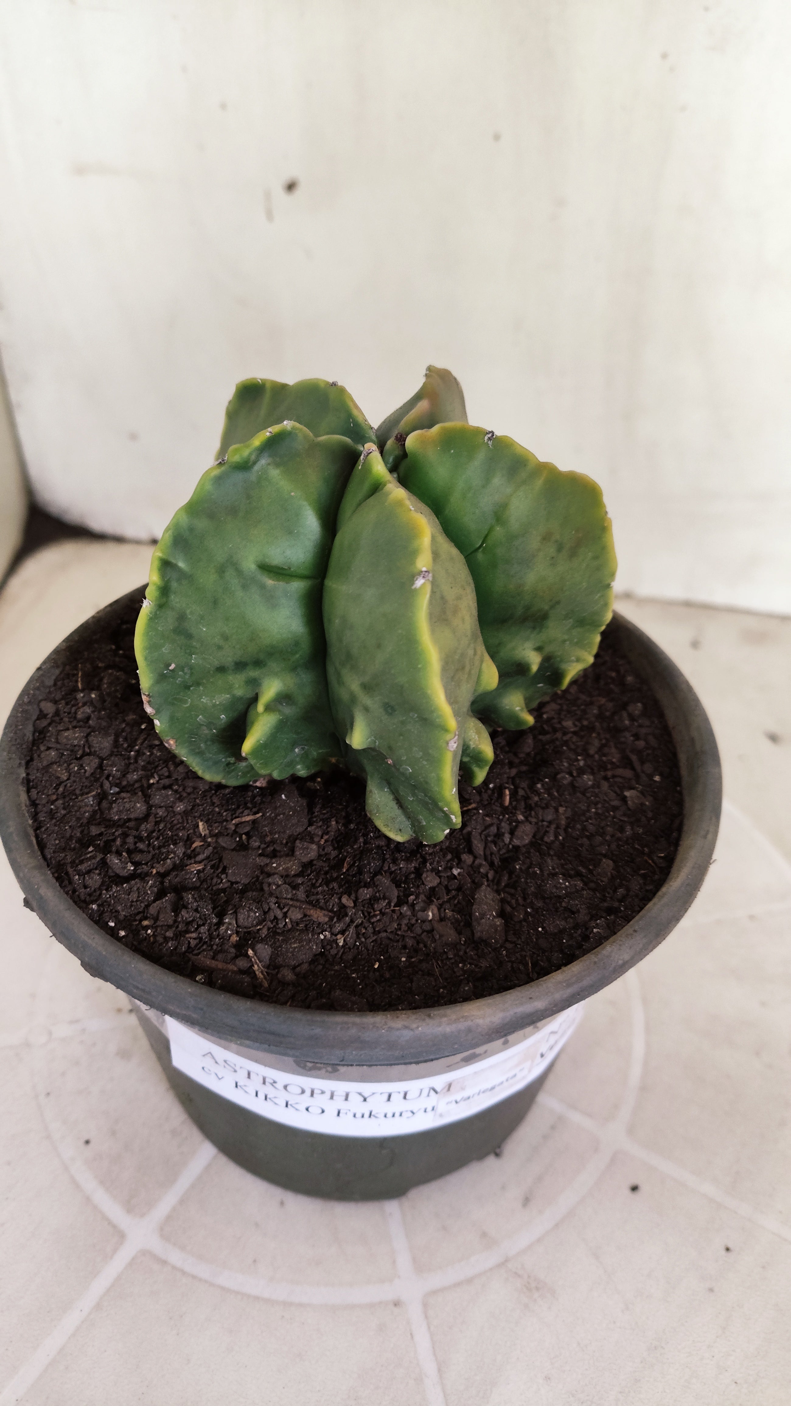 ASTROPHYTUM MYRIOSTIGMA cv KIKKO "Fukuryu - Variegata"  Nº 1381 – vaso 15