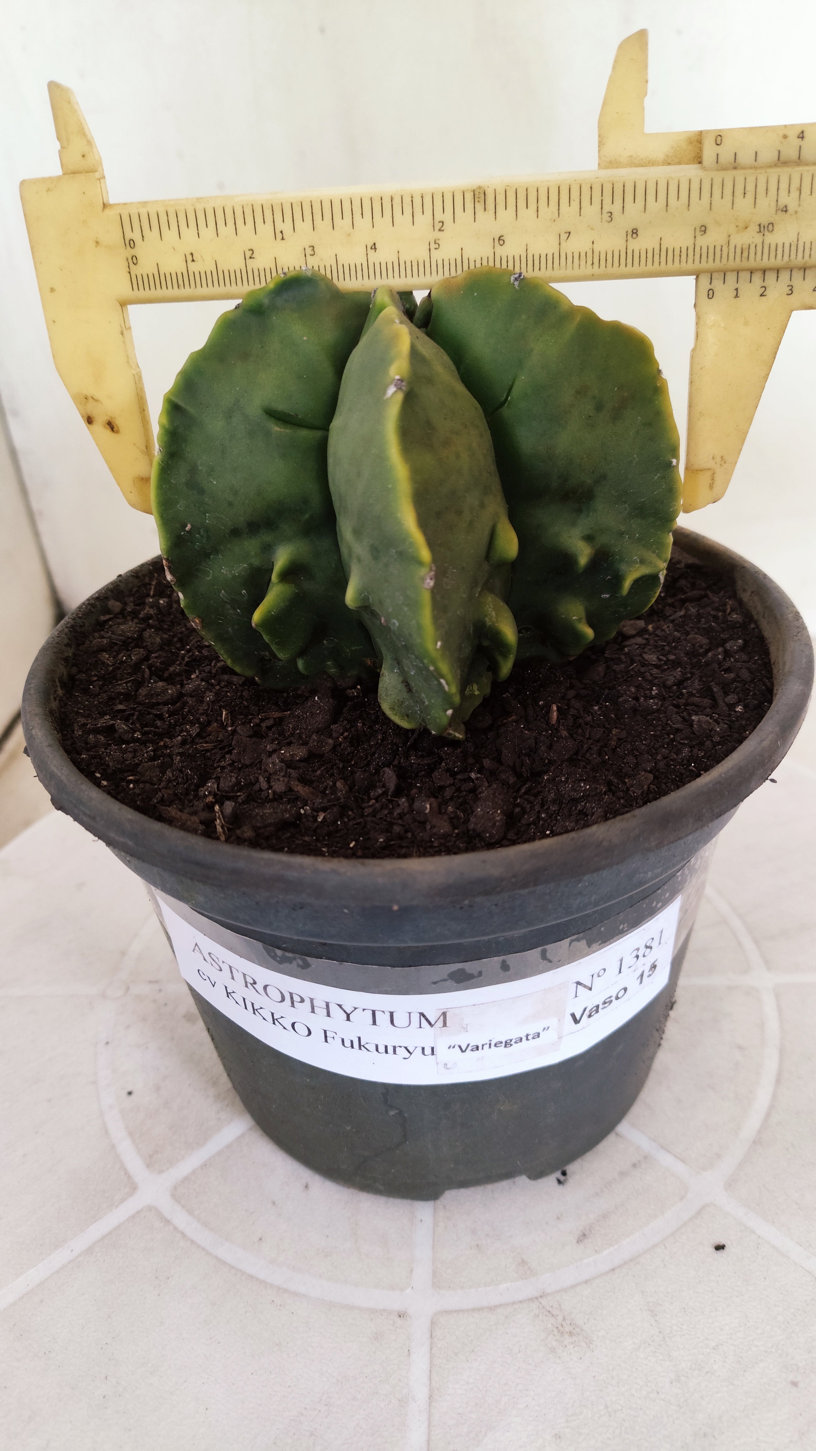 ASTROPHYTUM MYRIOSTIGMA cv KIKKO "Fukuryu - Variegata"  Nº 1381 – vaso 15