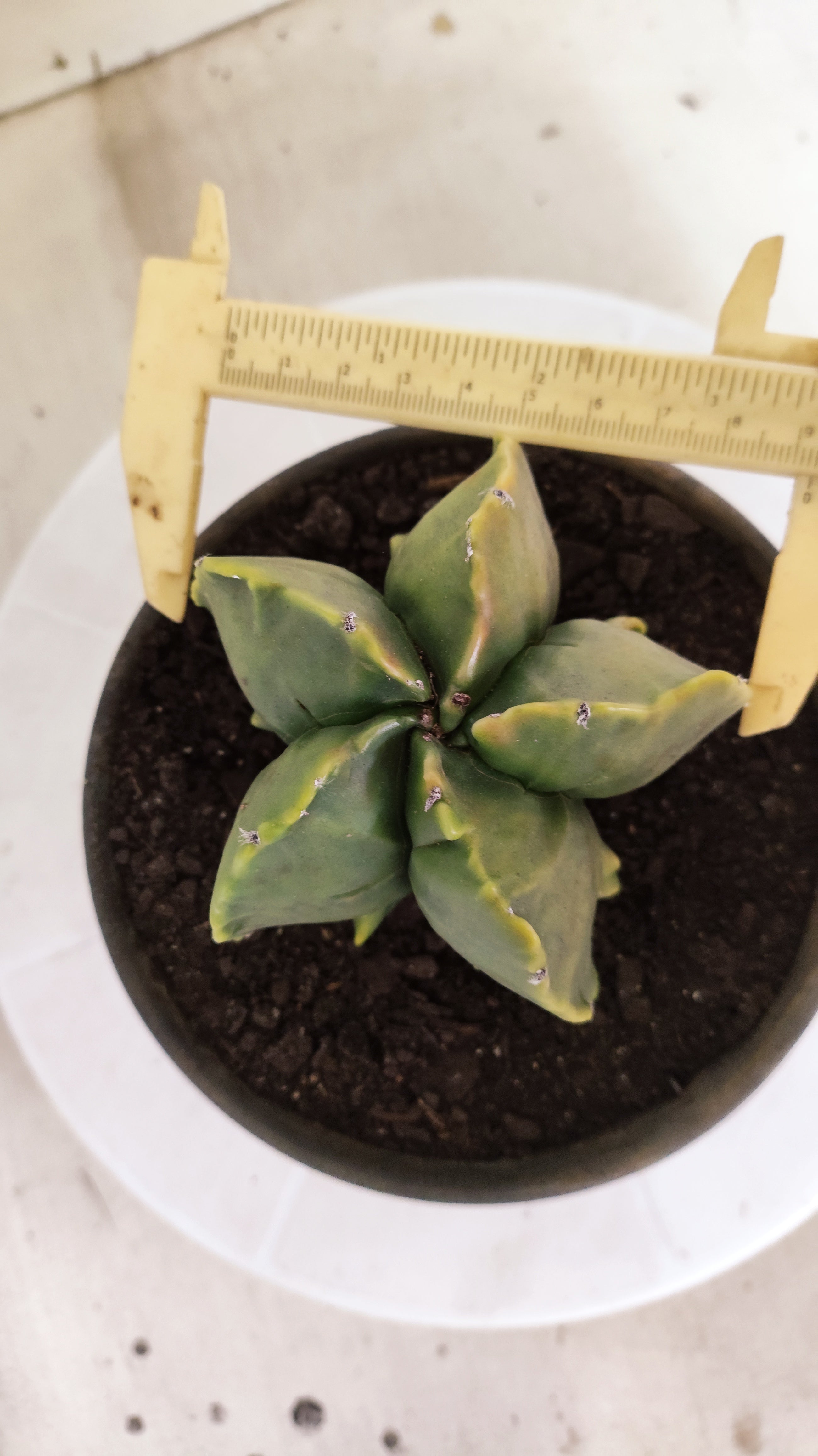 ASTROPHYTUM MYRIOSTIGMA cv KIKKO "Fukuryu - Variegata"  Nº 1381 – vaso 15