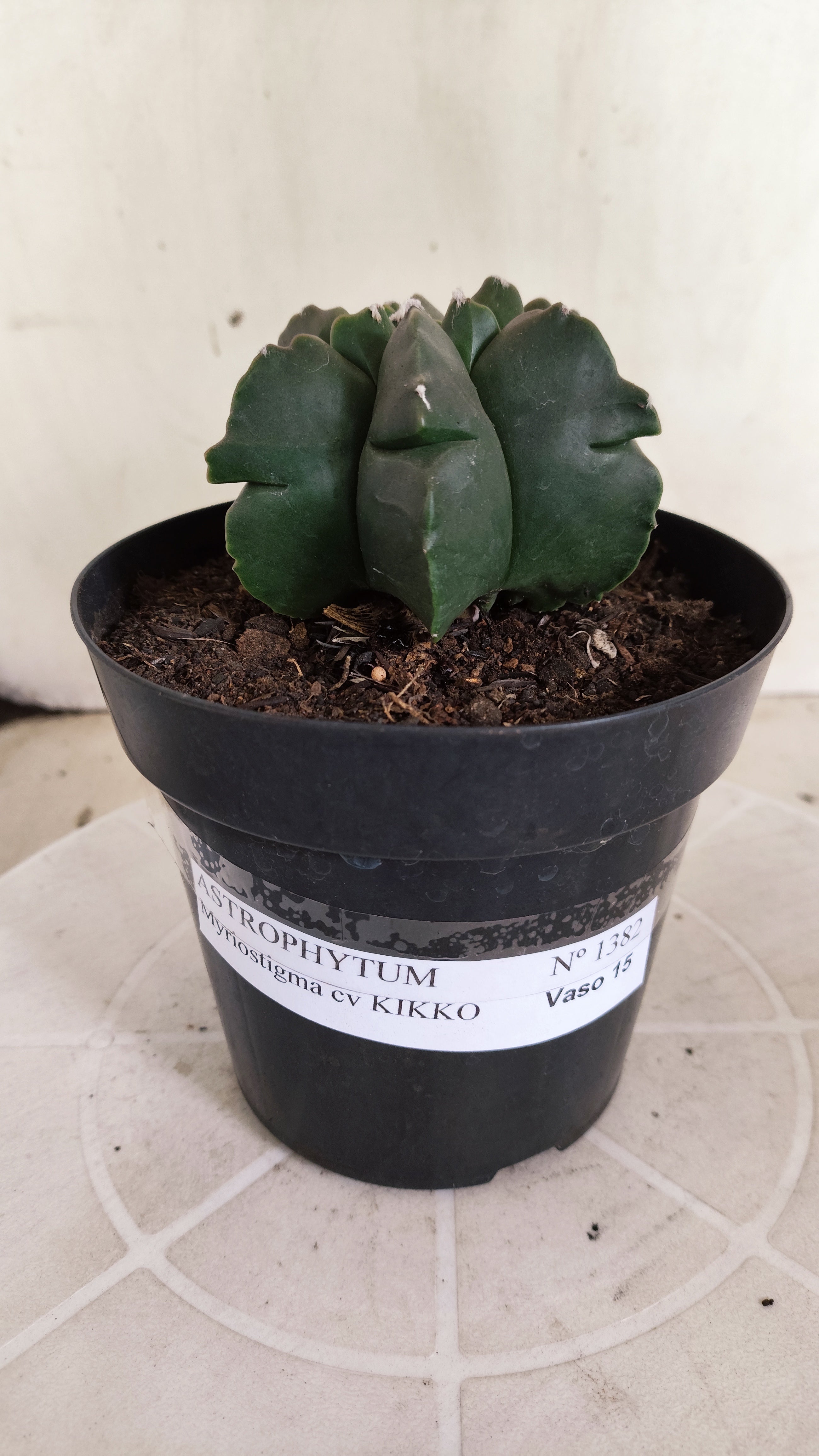 ASTROPHYTUM MYRIOSTIGMA cv KIKKO "Multicostatum - Nudum"  Nº 1382 – vaso 15