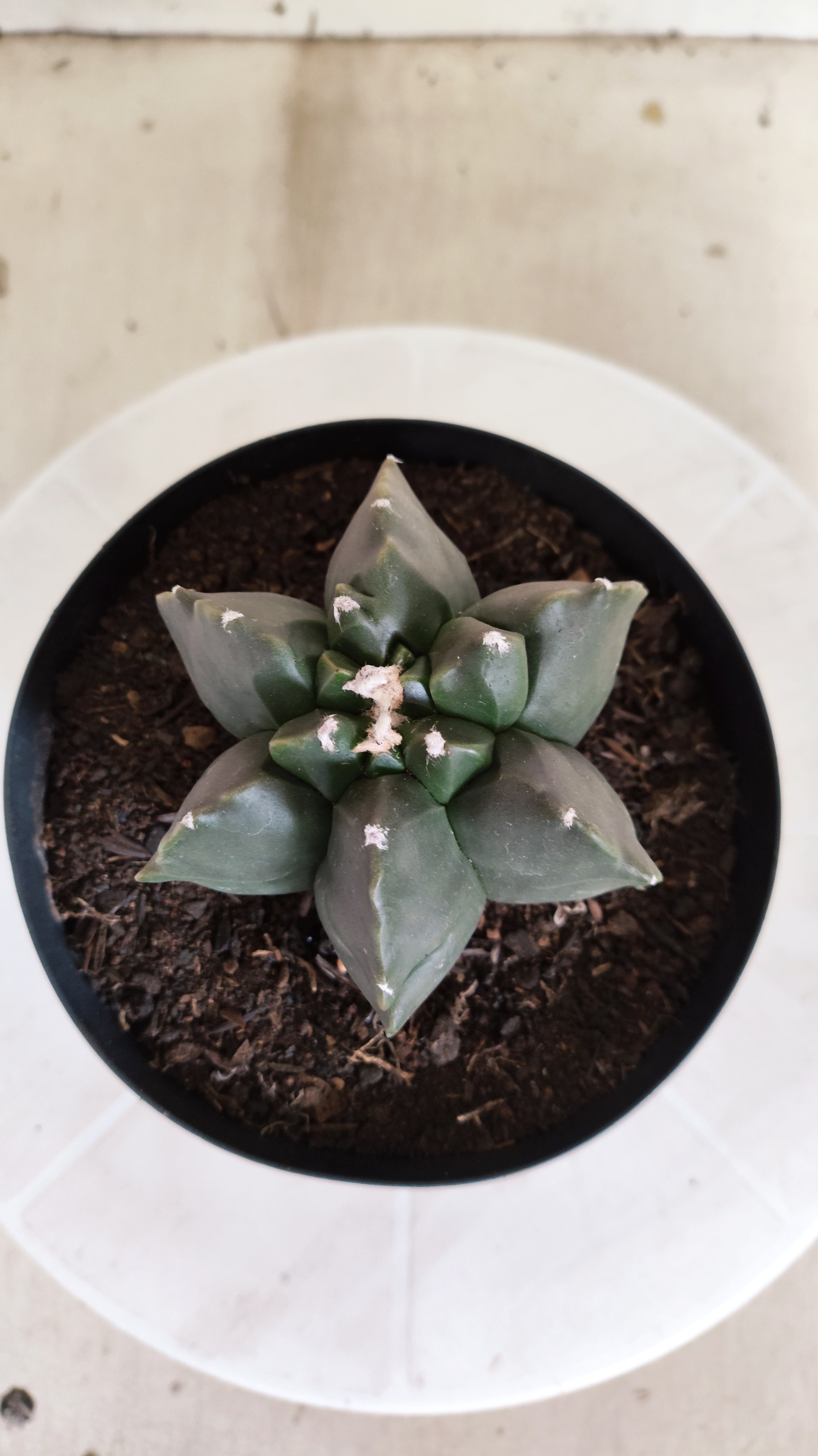 ASTROPHYTUM MYRIOSTIGMA cv KIKKO "Multicostatum - Nudum"  Nº 1382 – vaso 15